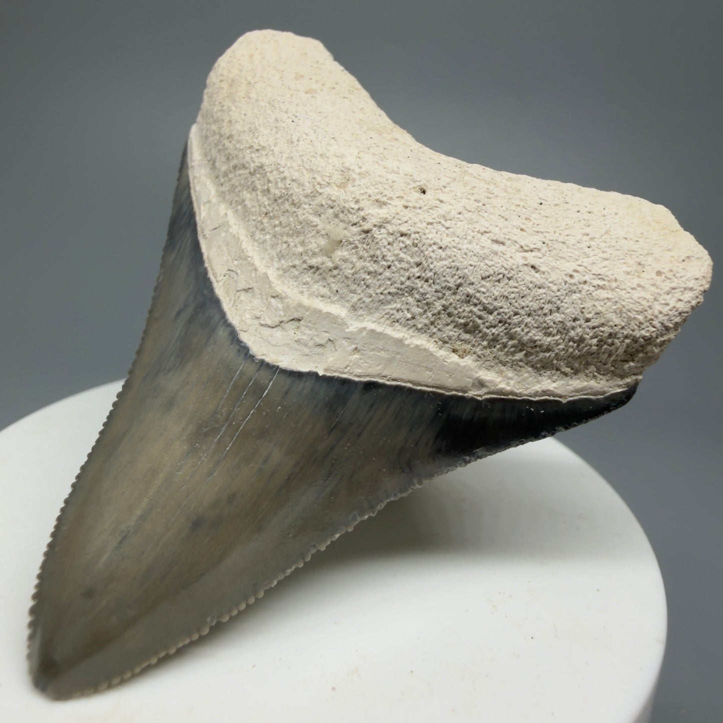 Gorgeous Colors, sharply serrated 2.61" Fossil Megalodon Shark Tooth - Bone Valley, Florida CM5333 - Front Right