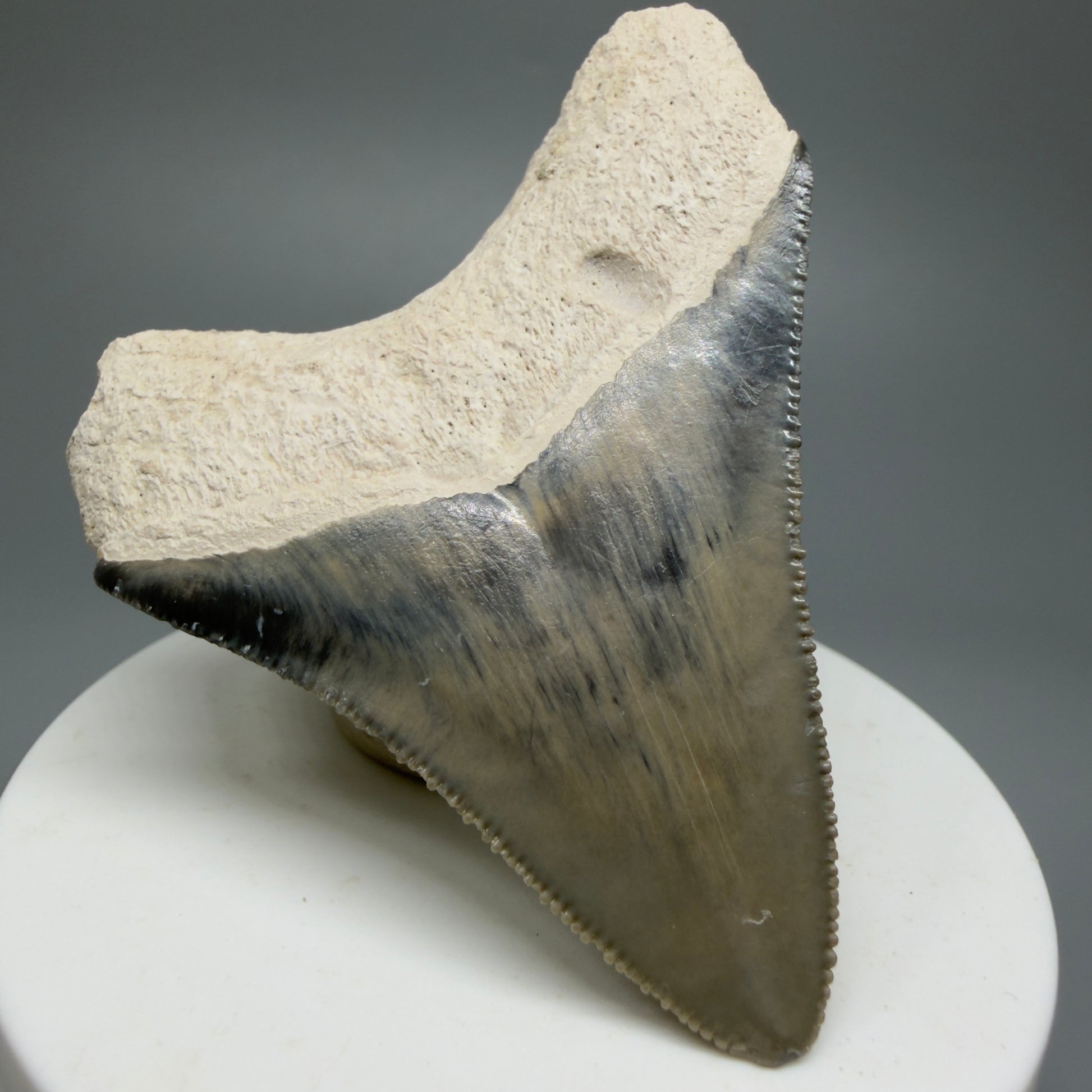 Gorgeous Colors, sharply serrated 2.61" Fossil Megalodon Shark Tooth - Bone Valley, Florida CM5333 - Back Left