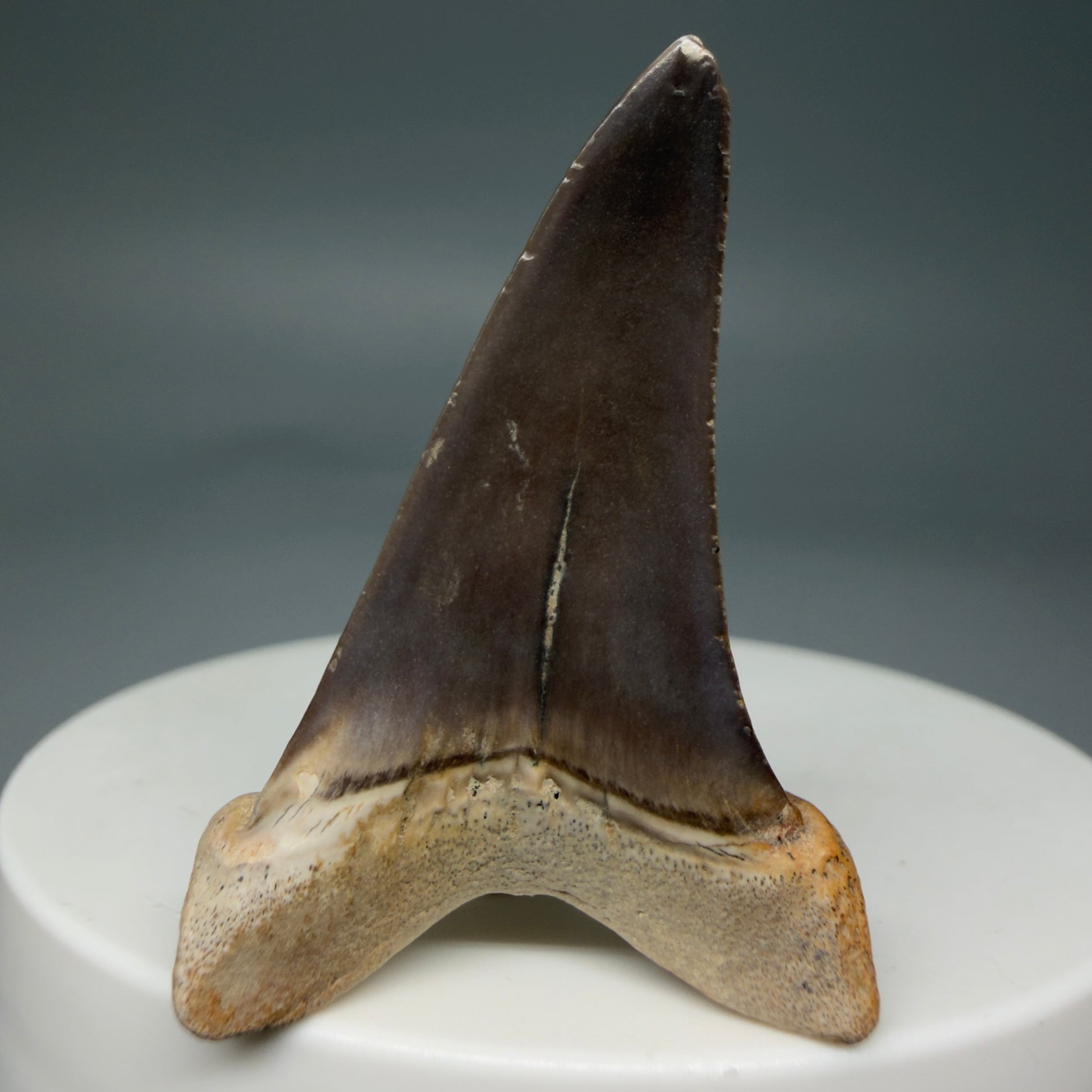 Back View 1.68" Fossil Extinct Mako - Isurus hastalis Shark Tooth from Ica, Peru M595