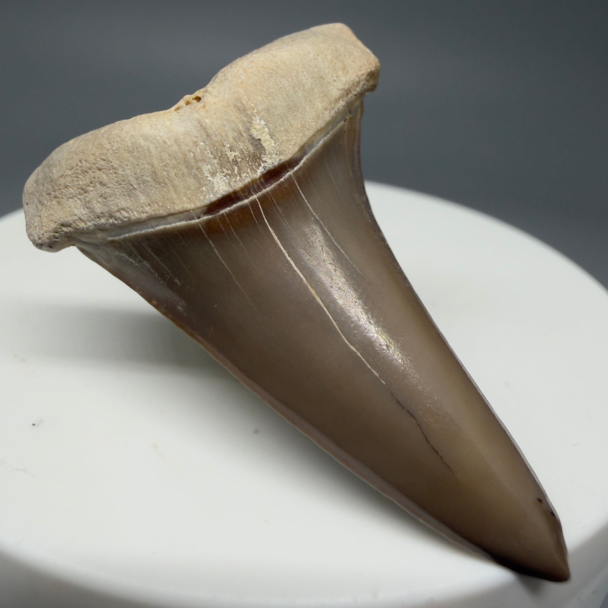 Front Left View 1.68" Fossil Extinct Mako - Isurus hastalis Shark Tooth from Ica, Peru M595