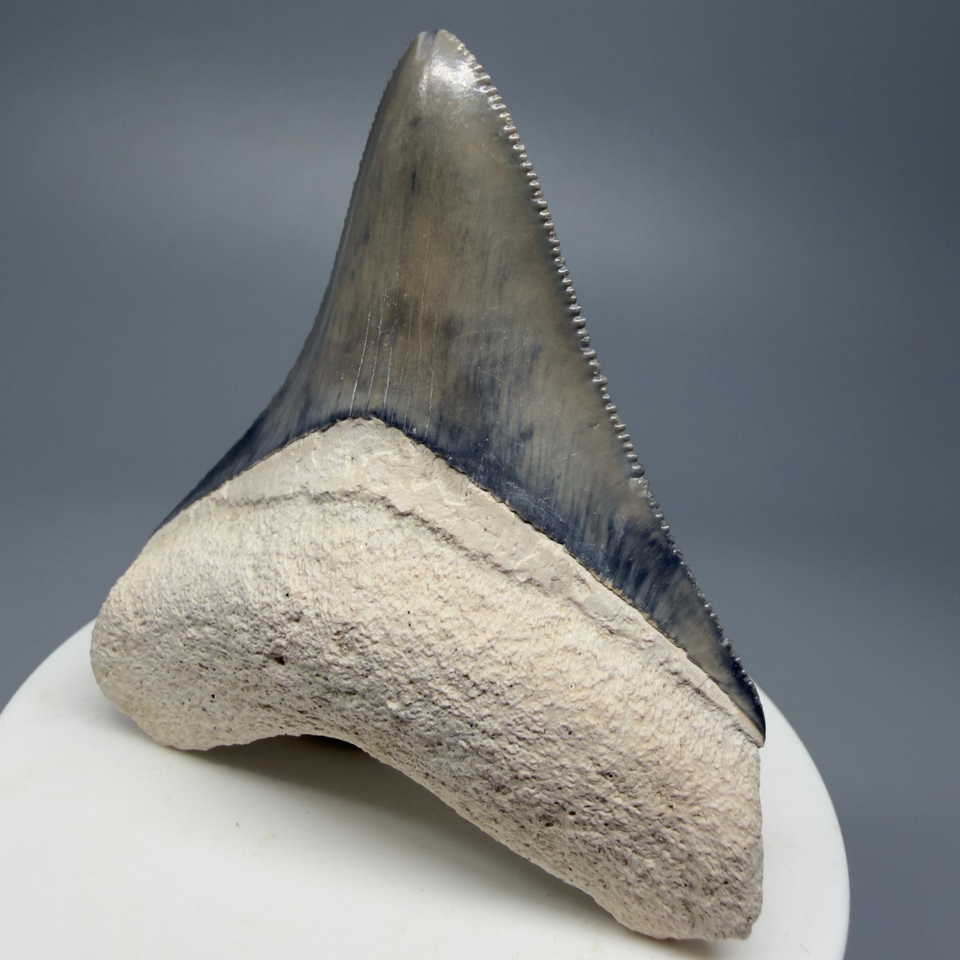 Gorgeous Colors, sharply serrated 2.61" Fossil Megalodon Shark Tooth - Bone Valley, Florida CM5333 - Front Right