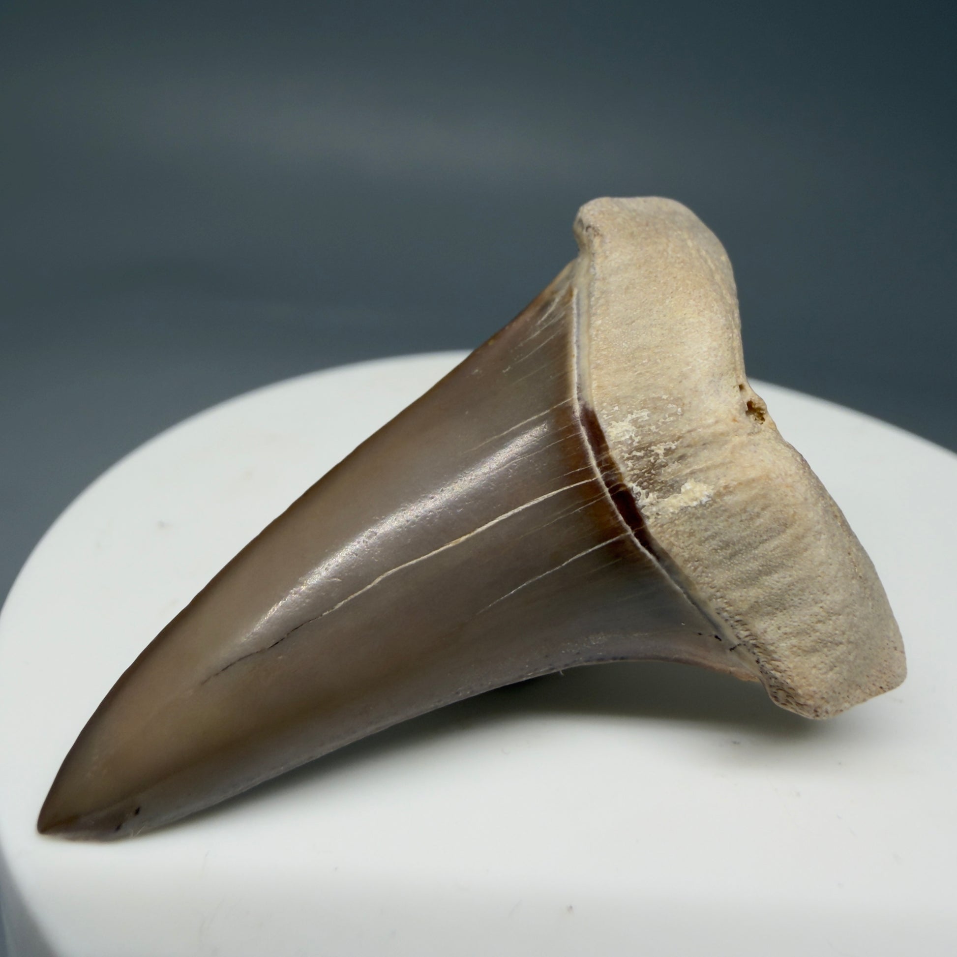 Front Right View 1.68" Fossil Extinct Mako - Isurus hastalis Shark Tooth from Ica, Peru M595