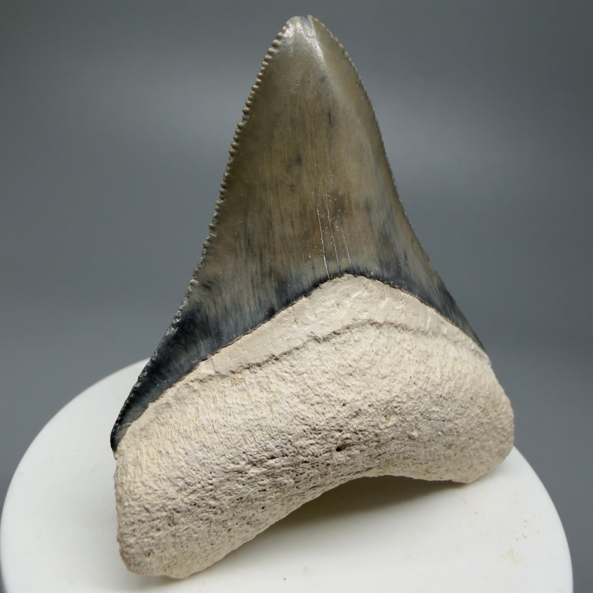 Gorgeous Colors, sharply serrated 2.61" Fossil Megalodon Shark Tooth - Bone Valley, Florida CM5333 - Front Left