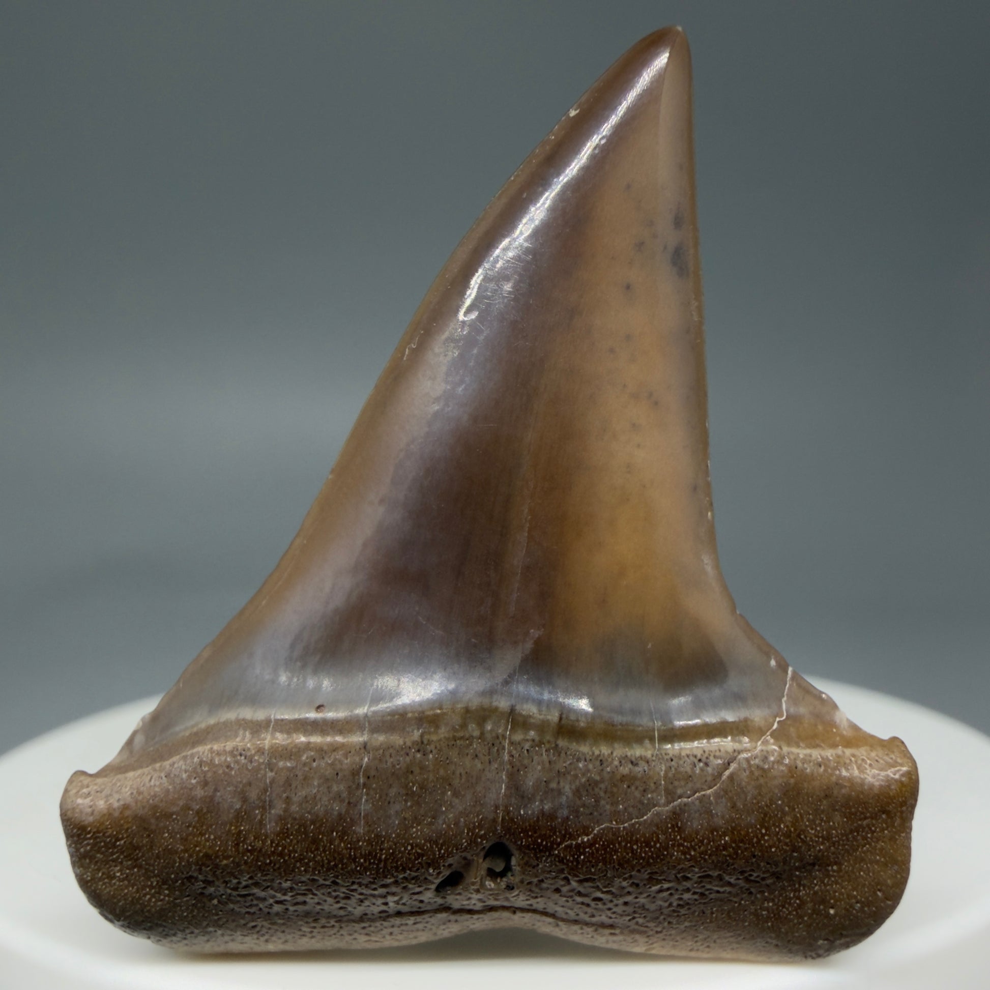 Front View 1.62" Fossil Extinct Mako - Isurus hastalis Shark Tooth from Ica, Peru M596 - 1