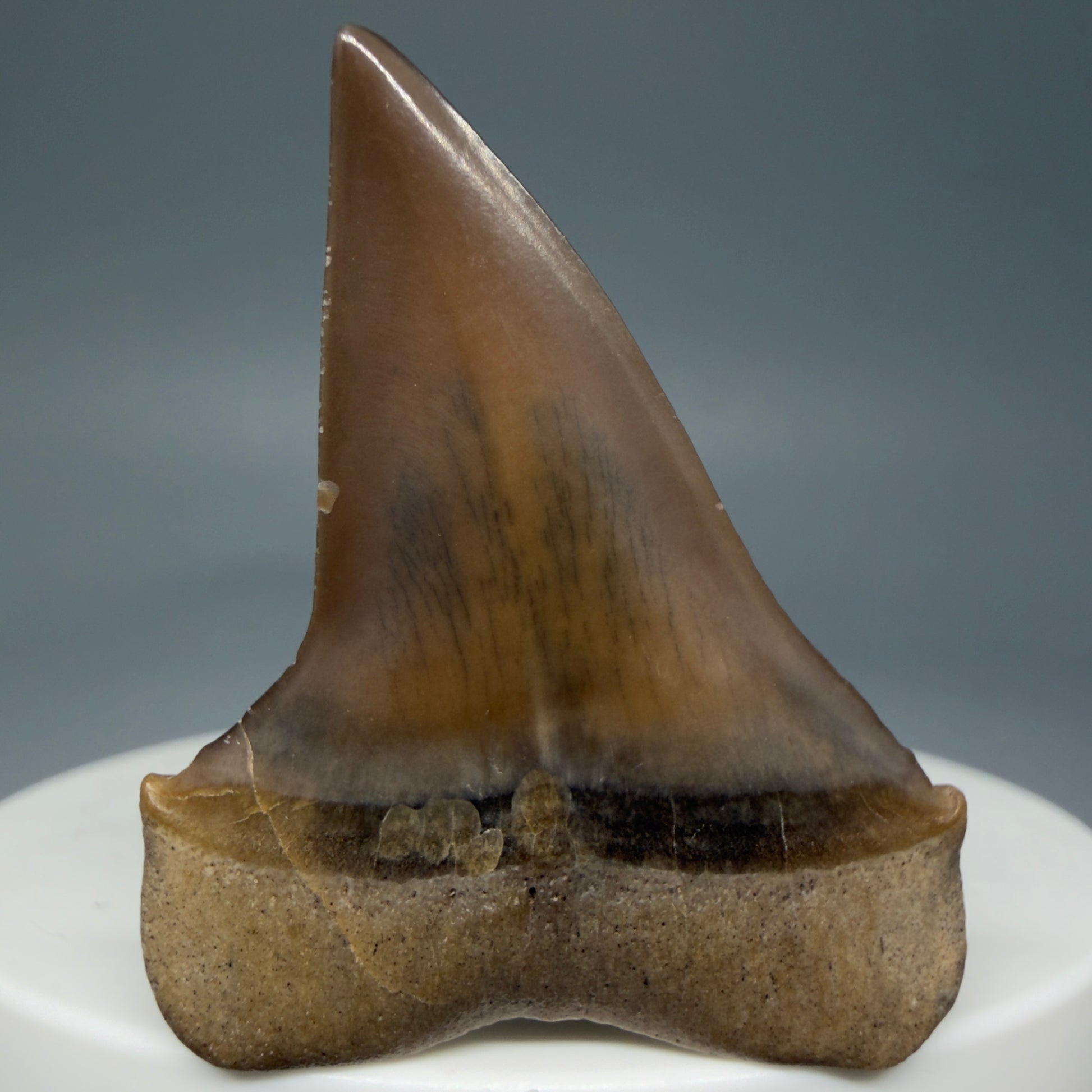 Back View 1.62" Fossil Extinct Mako - Isurus hastalis Shark Tooth from Ica, Peru M596