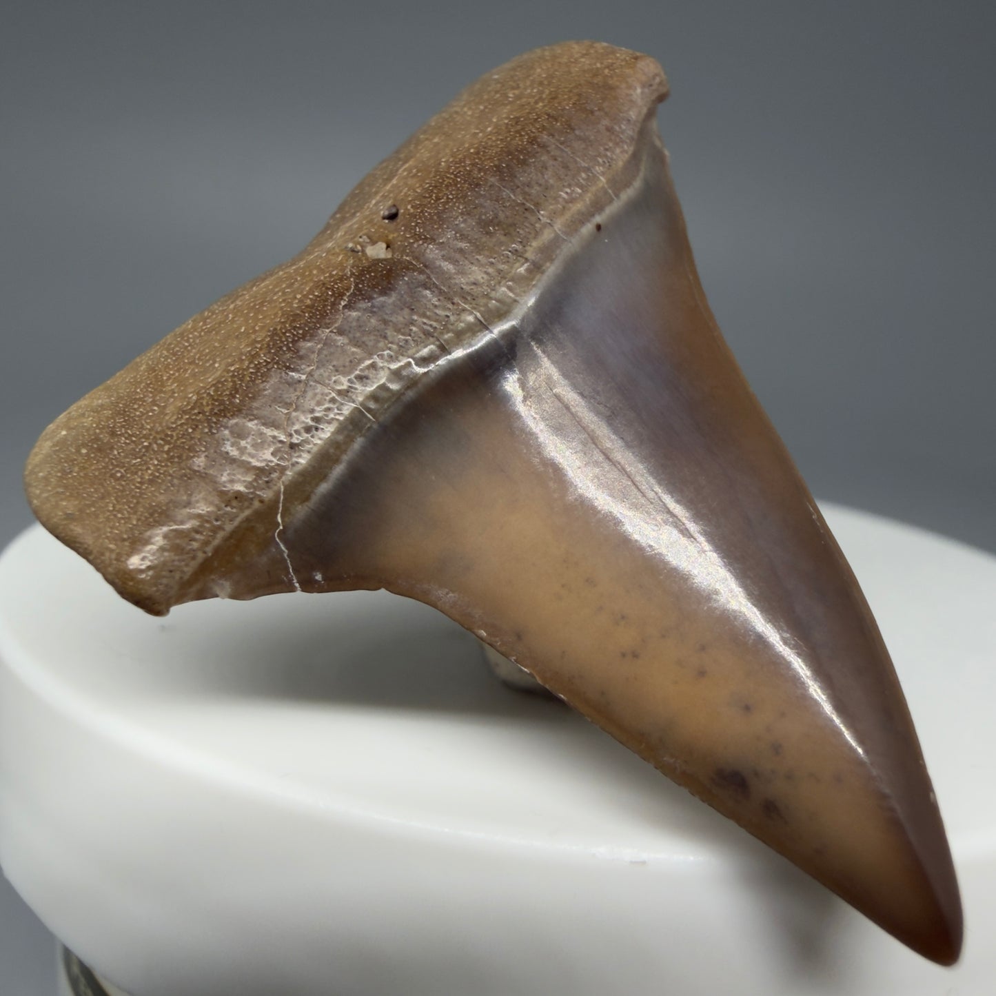 Front Left View 1.62" Fossil Extinct Mako - Isurus hastalis Shark Tooth from Ica, Peru M596