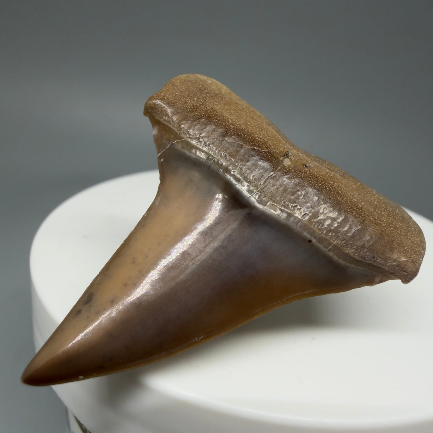 Front Right View 1.62" Fossil Extinct Mako - Isurus hastalis Shark Tooth from Ica, Peru M596