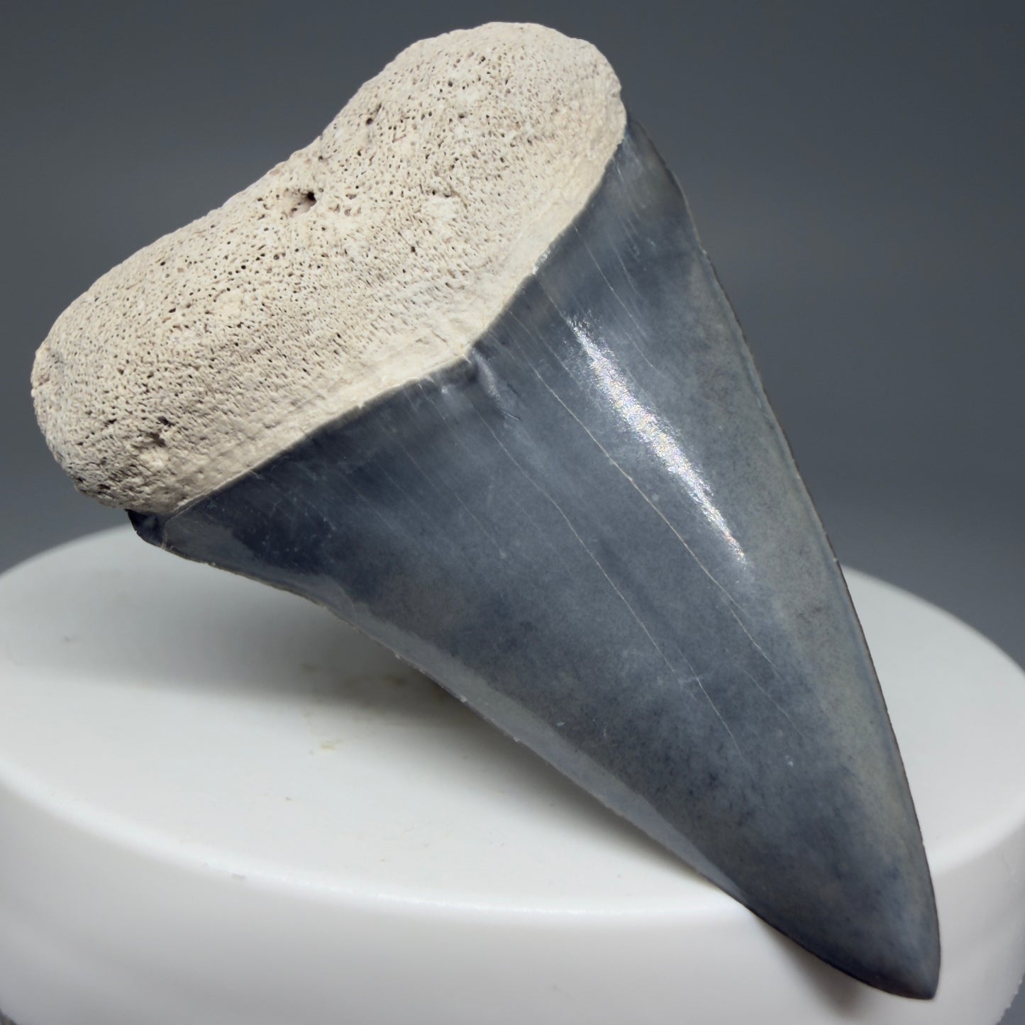 Front Left View 1.91" Fossil Extinct Mako - Isurus hastalis Shark Tooth from Bone Valley, FL - Outstanding!! M597