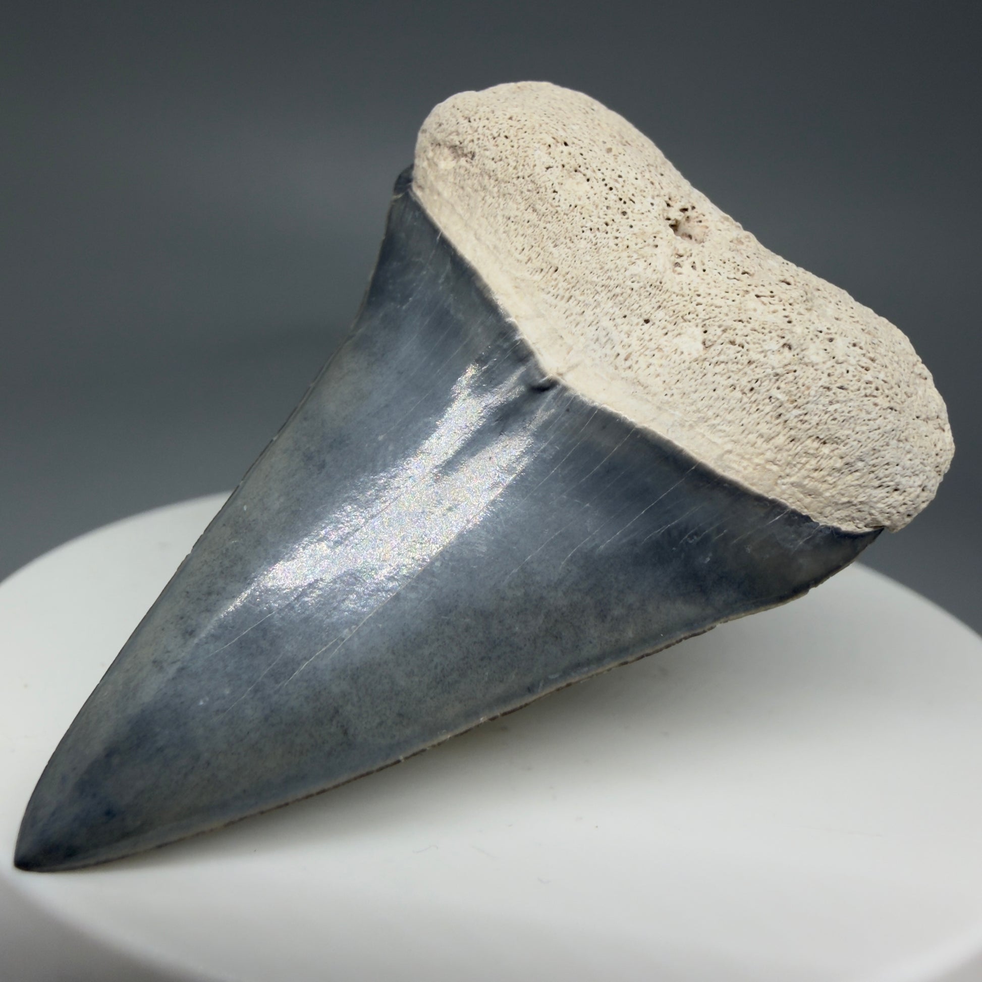 Front Right View 1.91" Fossil Extinct Mako - Isurus hastalis Shark Tooth from Bone Valley, FL - Outstanding!! M597