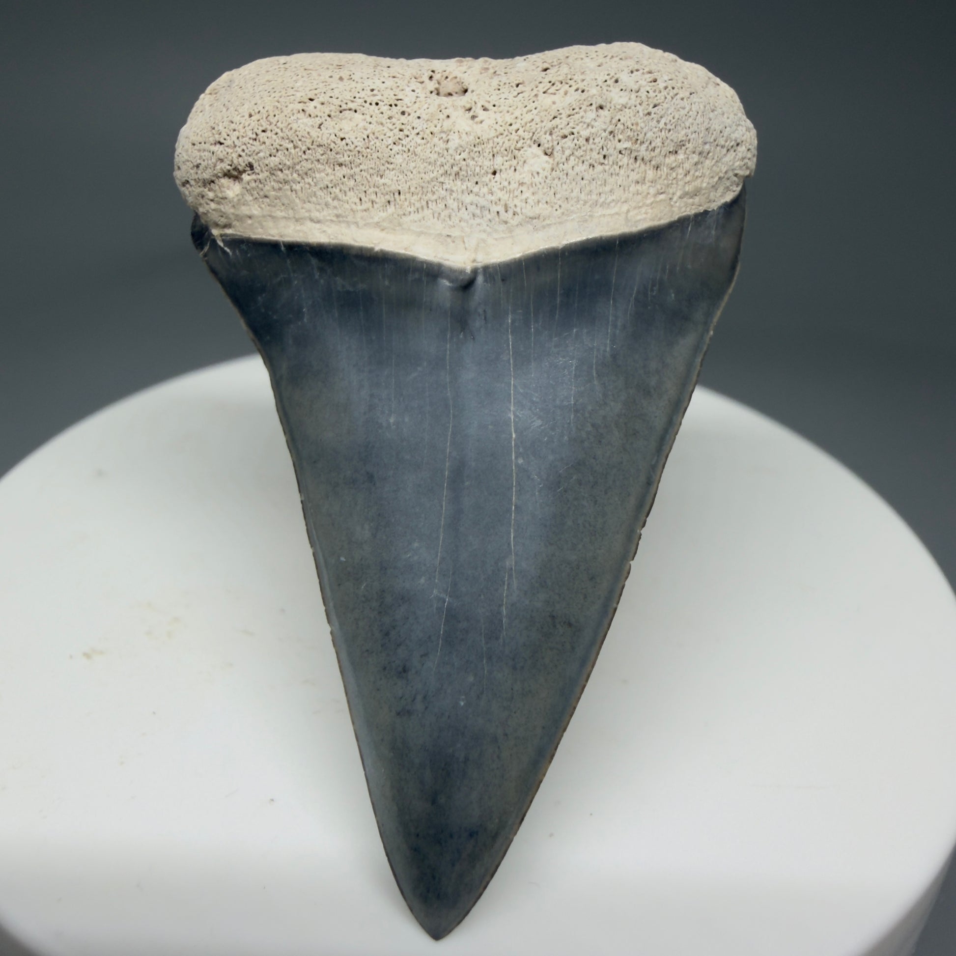 Front View 1.91" Fossil Extinct Mako - Isurus hastalis Shark Tooth from Bone Valley, FL - Outstanding!! M597 - 2
