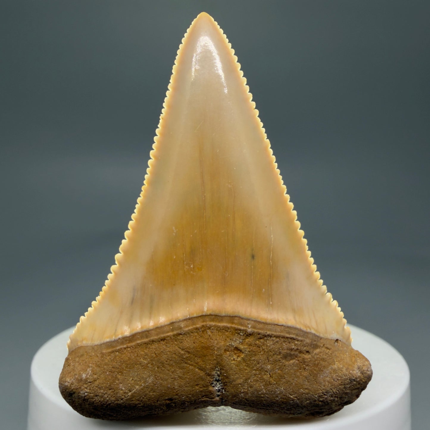 Front View 2.16" Fossil Great White Tooth from Chile - Collector's Quality GW1273 - 2