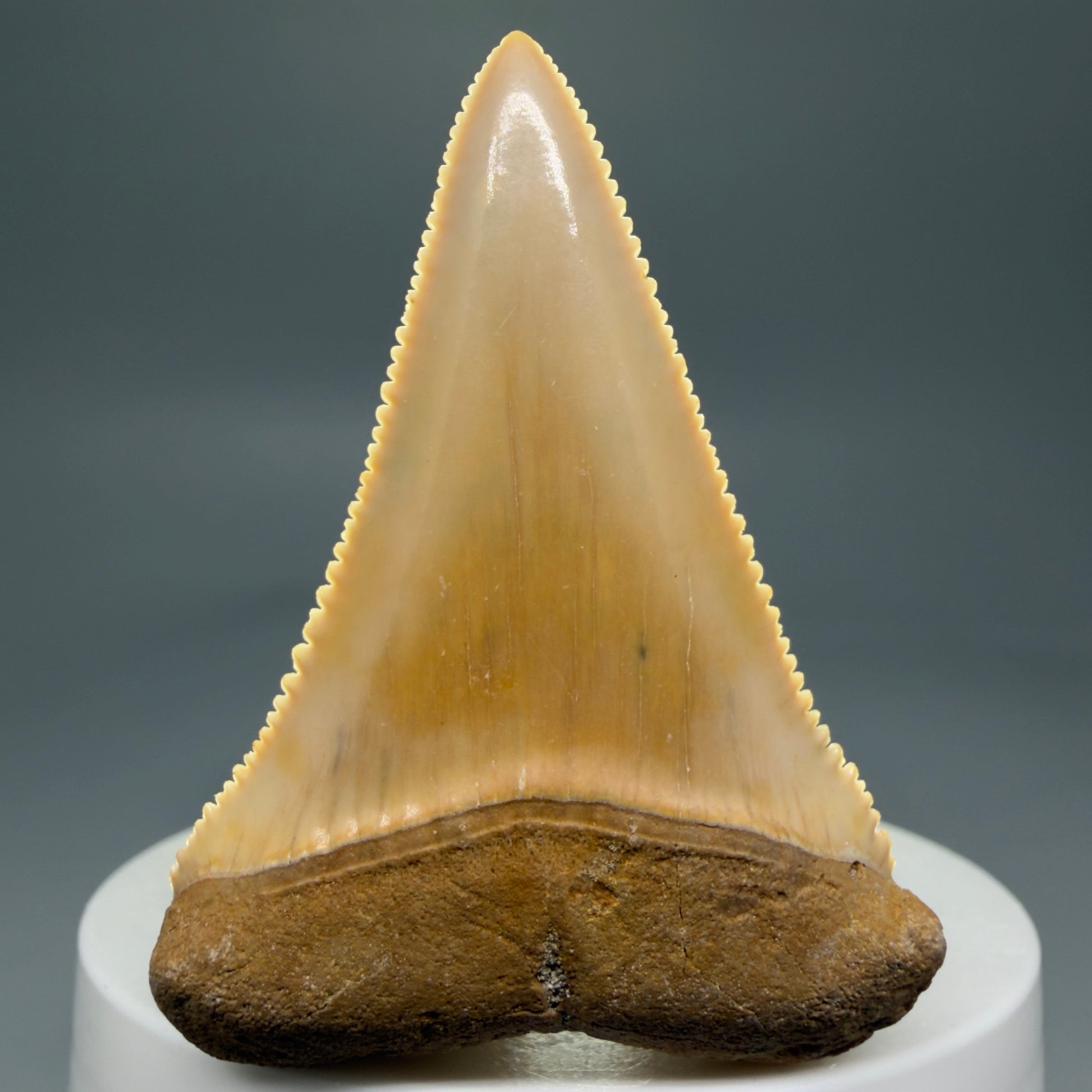 Front View 2.16" Fossil Great White Tooth from Chile - Collector's Quality GW1273 - 2