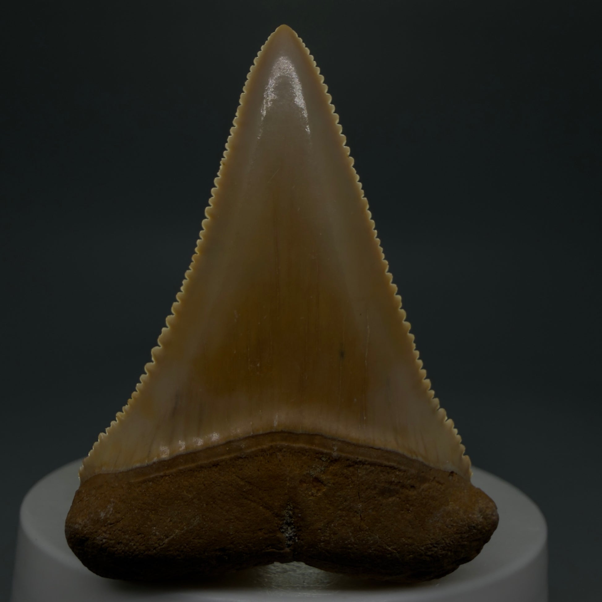 Front View 2.16" Fossil Great White Tooth from Chile - Collector's Quality GW1273 - 3