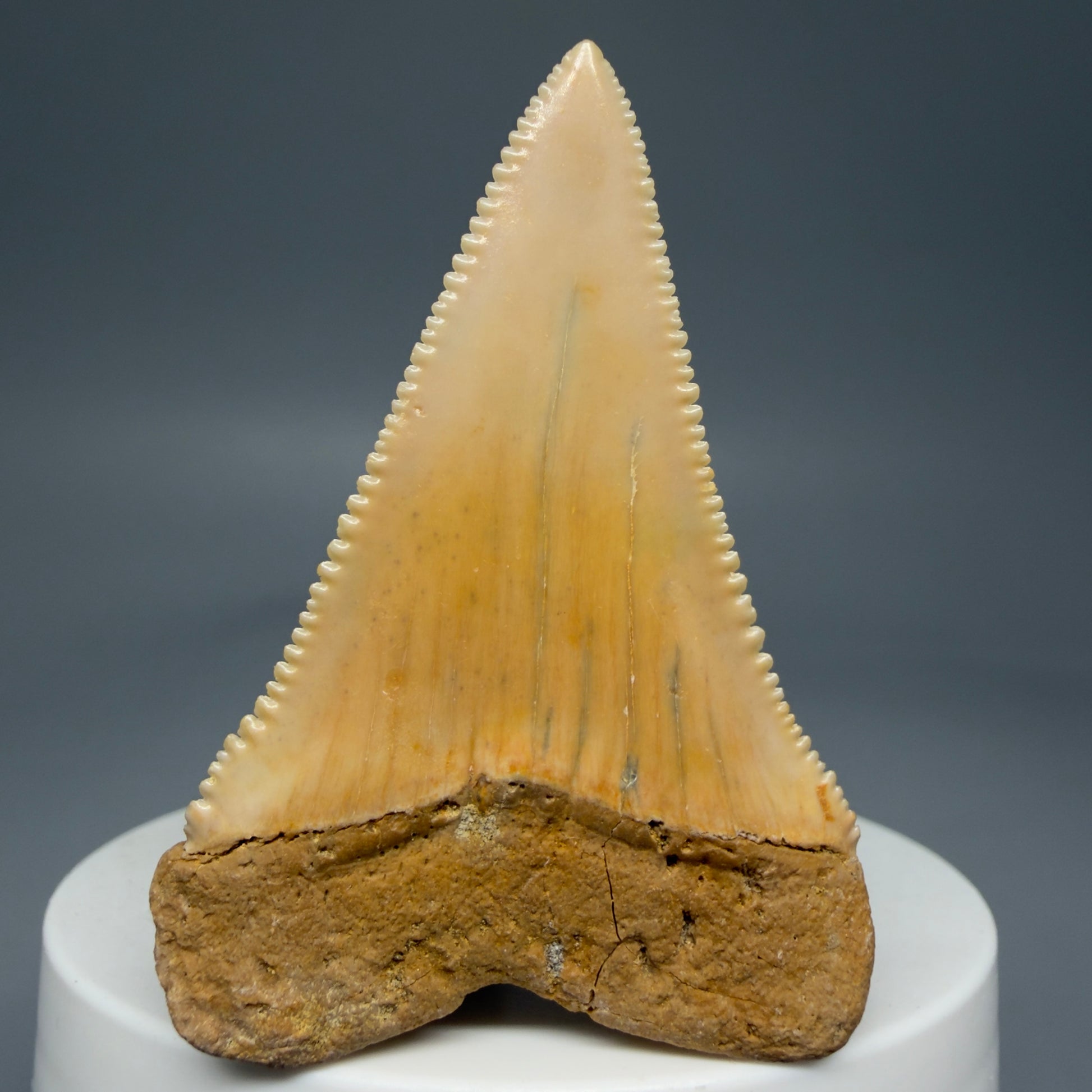 Back View 2.16" Fossil Great White Tooth from Chile - Collector's Quality GW1273