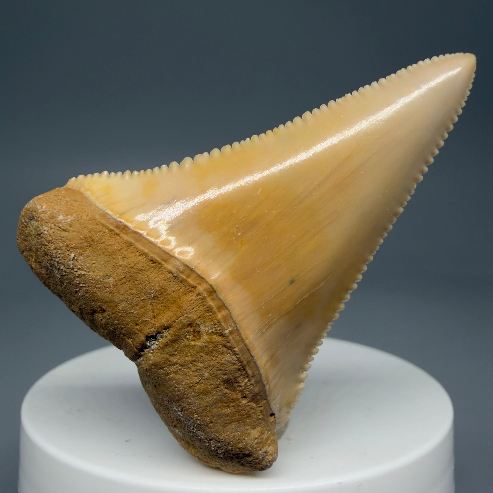 Front View 2.16" Fossil Great White Tooth from Chile - Collector's Quality GW1273 - 1