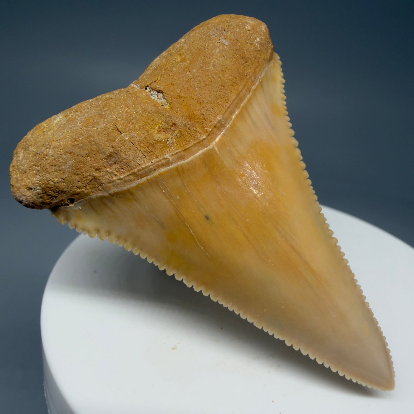 Front Left View 2.16" Fossil Great White Tooth from Chile - Collector's Quality GW1273