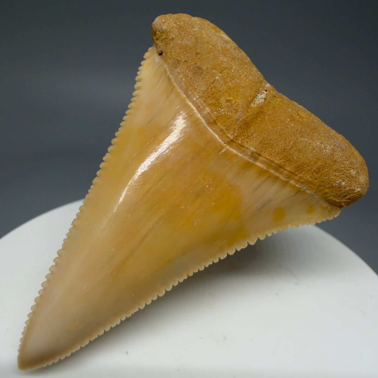 Front Right View 2.16" Fossil Great White Tooth from Chile - Collector's Quality GW1273