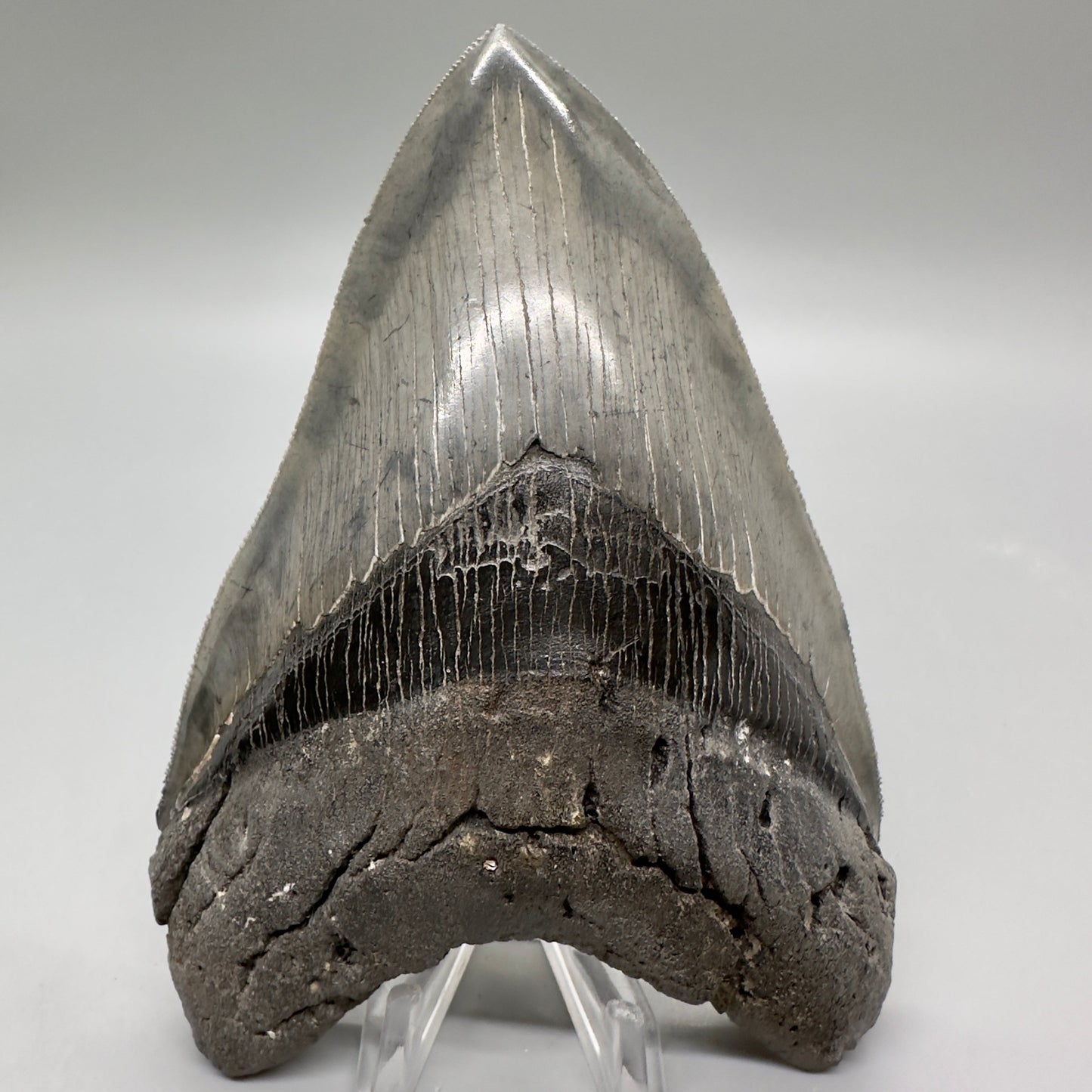 Colorful, sharply serrated 5.24" Fossil Megalodon Tooth - South Carolina MJ164 - Front