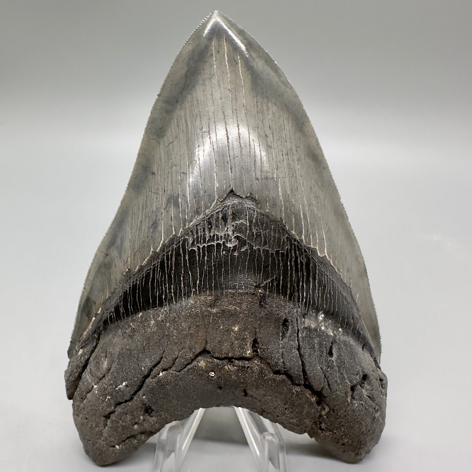 Colorful, sharply serrated 5.24" Fossil Megalodon Tooth - South Carolina MJ164 - Front