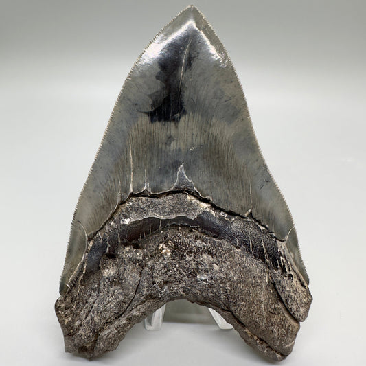 Colorful, sharply serrated 5.24" Fossil Megalodon Tooth - South Carolina MJ164 - Back