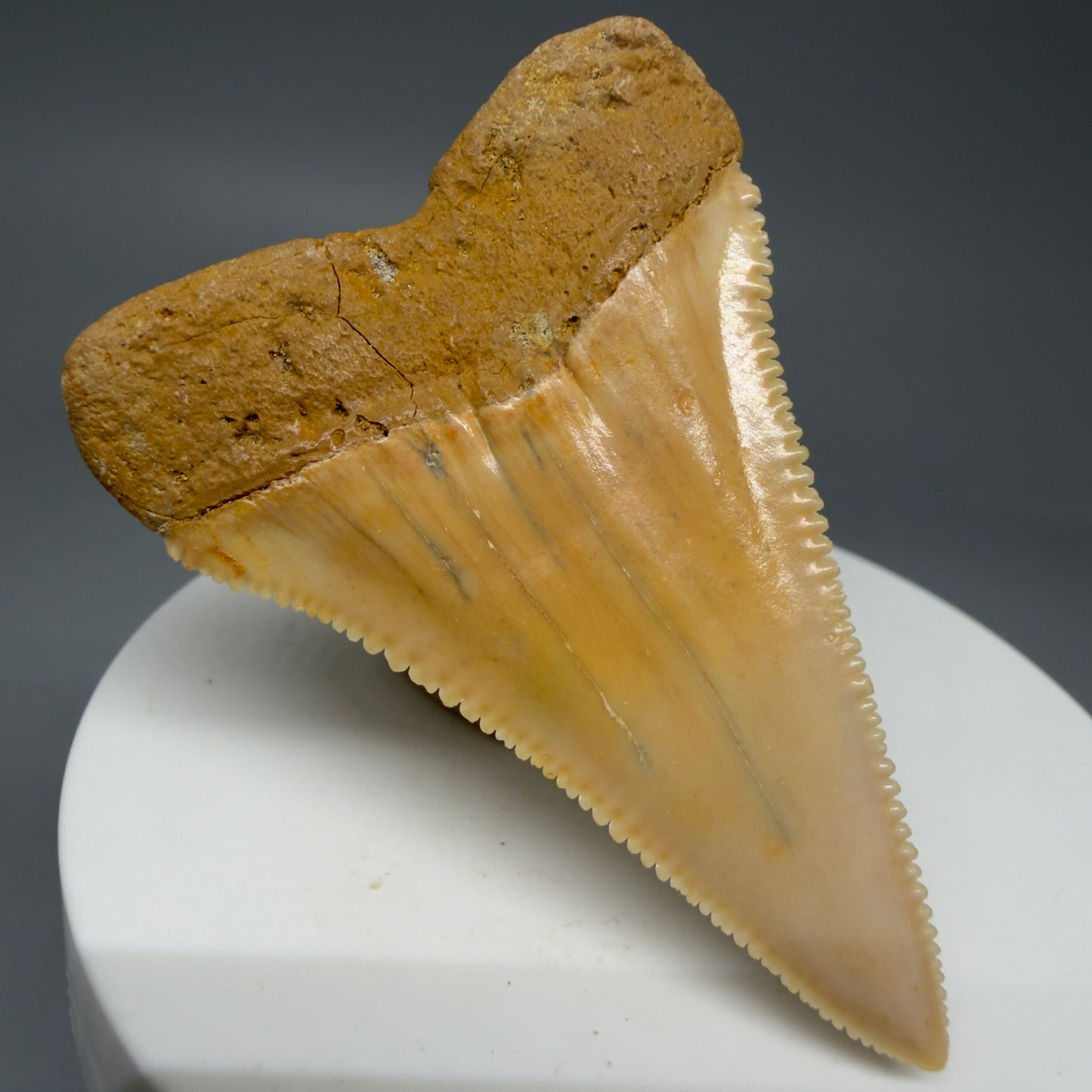 Back Left View 2.16" Fossil Great White Tooth from Chile - Collector's Quality GW1273