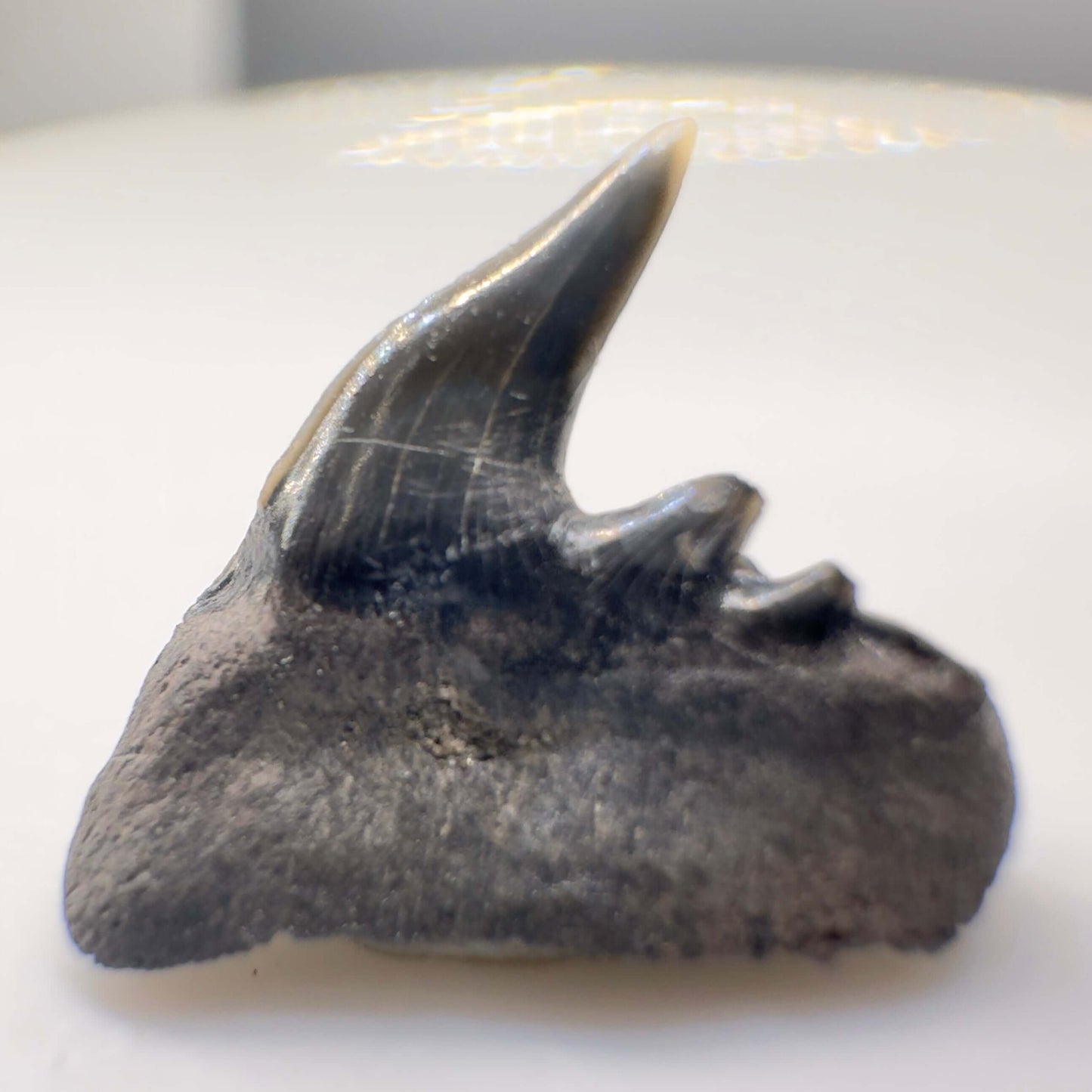 0.51" long Fossil Hexanchus collinsonae - Extinct Sixgill Cow Shark Tooth from Stafford Co., VA - Rare Specimen R536 - Back