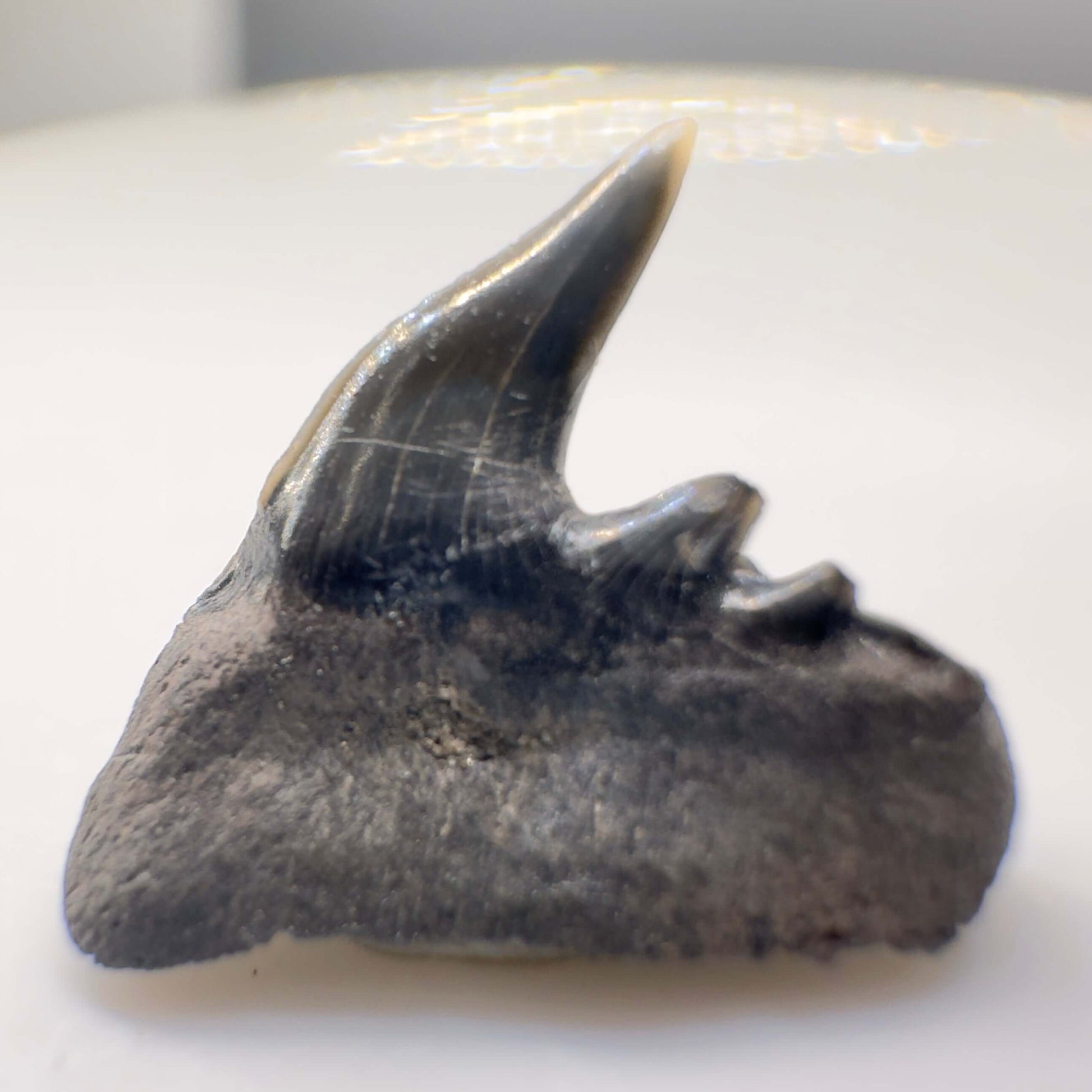0.51" long Fossil Hexanchus collinsonae - Extinct Sixgill Cow Shark Tooth from Stafford Co., VA - Rare Specimen R536 - Back