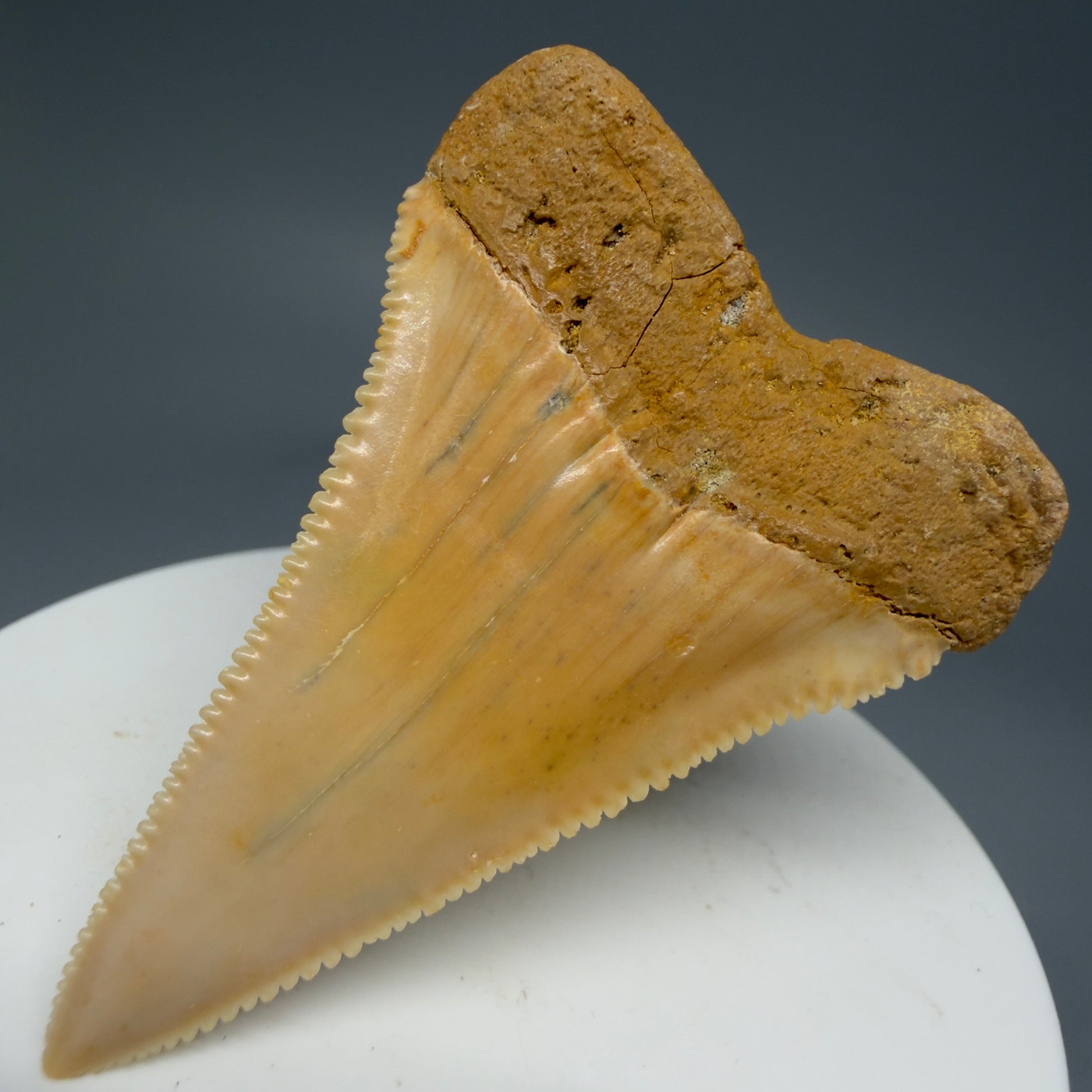 Back Right View 2.16" Fossil Great White Tooth from Chile - Collector's Quality GW1273