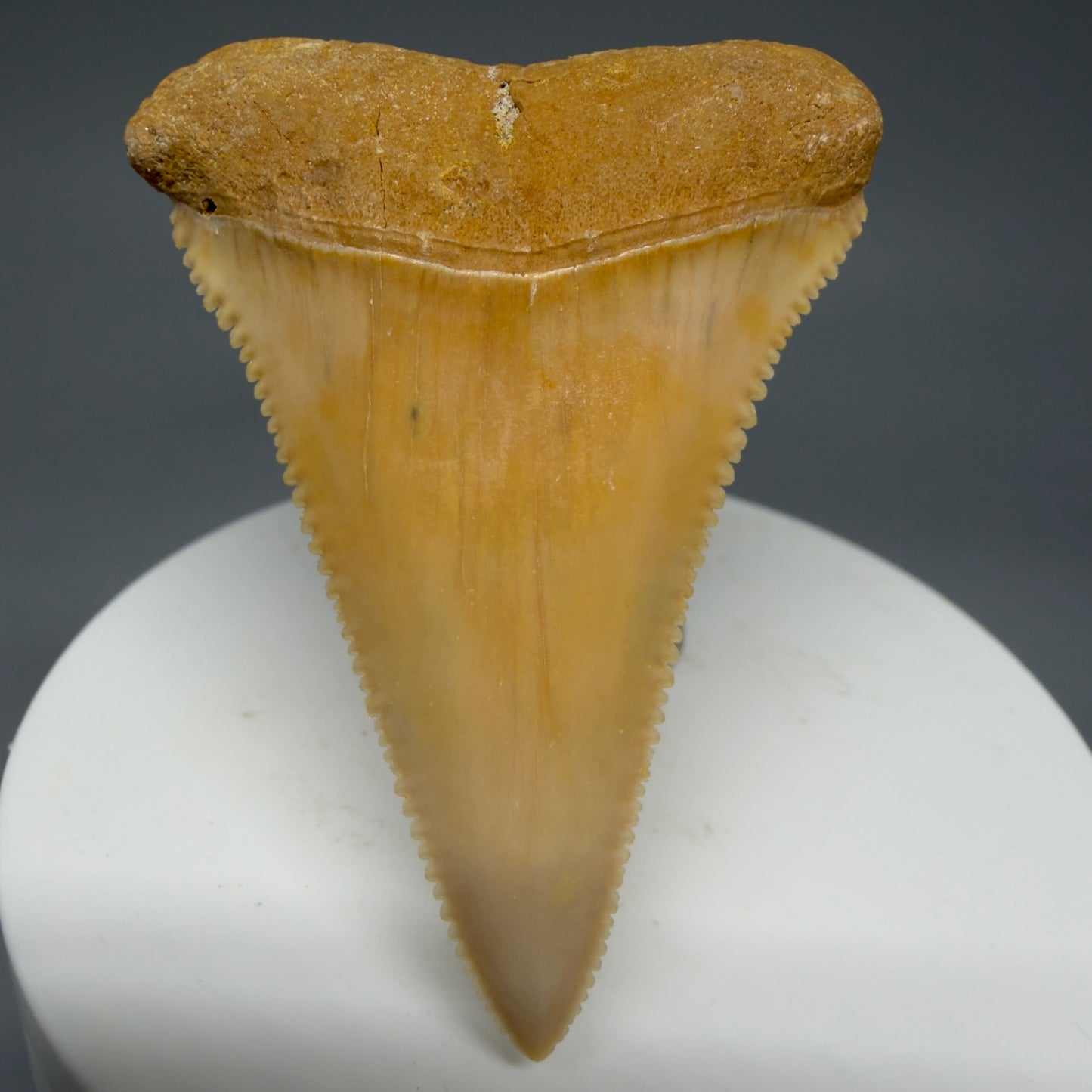 Front View 2.16" Fossil Great White Tooth from Chile - Collector's Quality GW1273 - 4