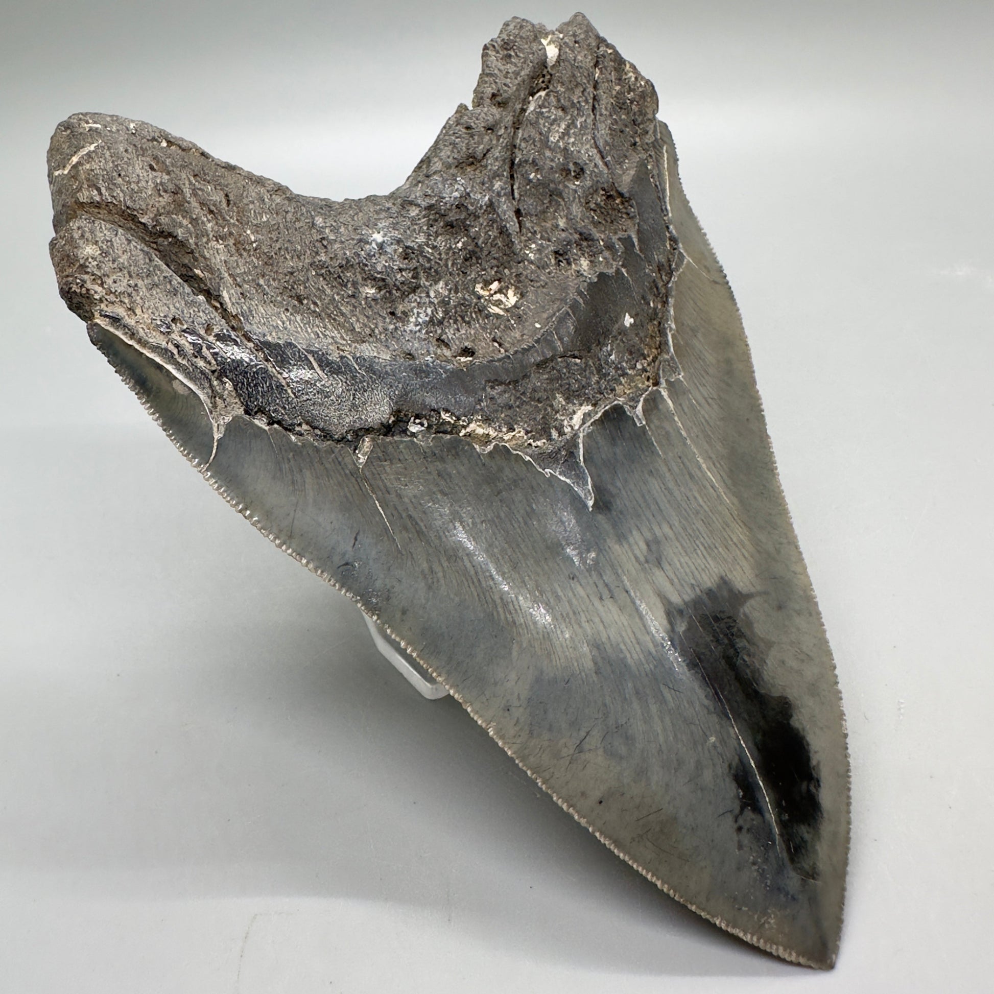 Colorful, sharply serrated 5.24" Fossil Megalodon Tooth - South Carolina MJ164 - Back Left