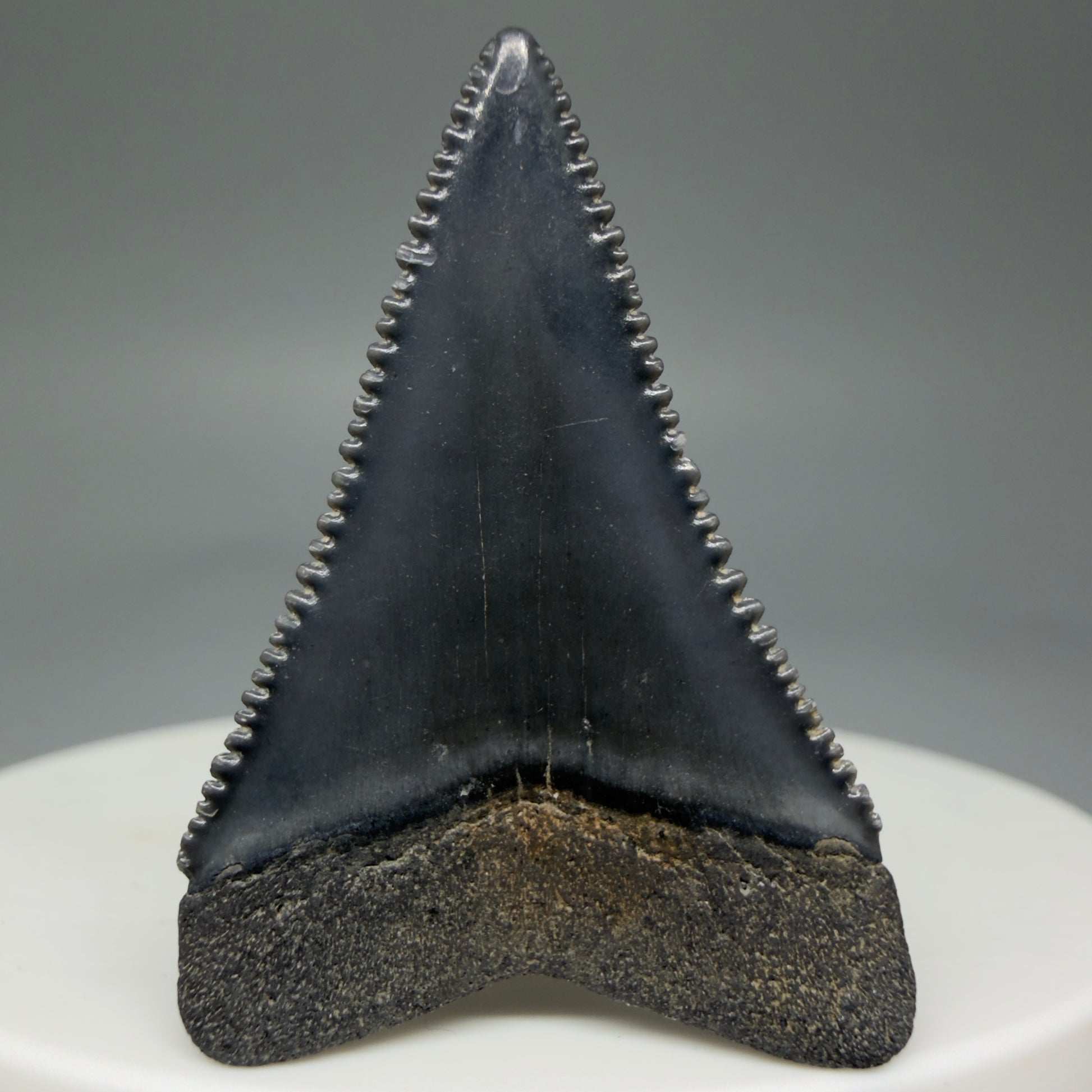 Back View Dark Colors, sharply serrated 1.41" Fossil Great White Tooth for Sale GW1276 