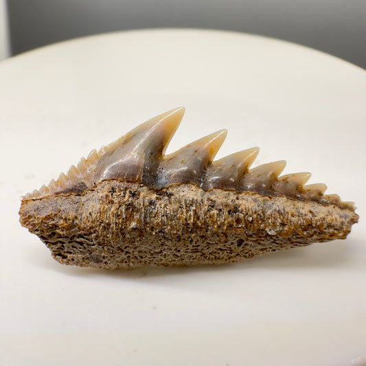 Lower 1.03" wide Fossil Hexanchus gigas - Sixgill Cow Shark tooth from Sacaco, Peru R540 - Front