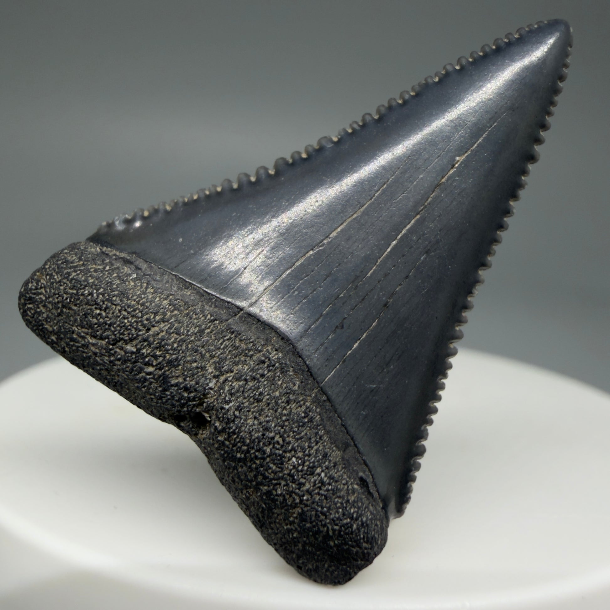 Front View Dark Colors, sharply serrated 1.41" Fossil Great White Tooth for Sale GW1276  - 1