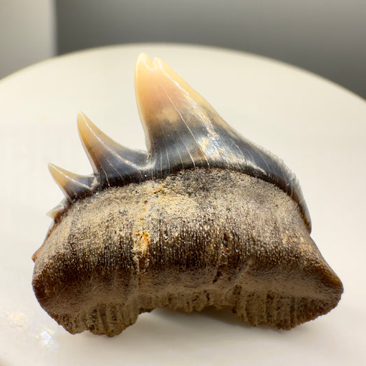 Upper deformed tip 1.03" long Fossil Hexanchus gigas - Sixgill Cow Shark tooth from Sacaco, Peru R541 - Front