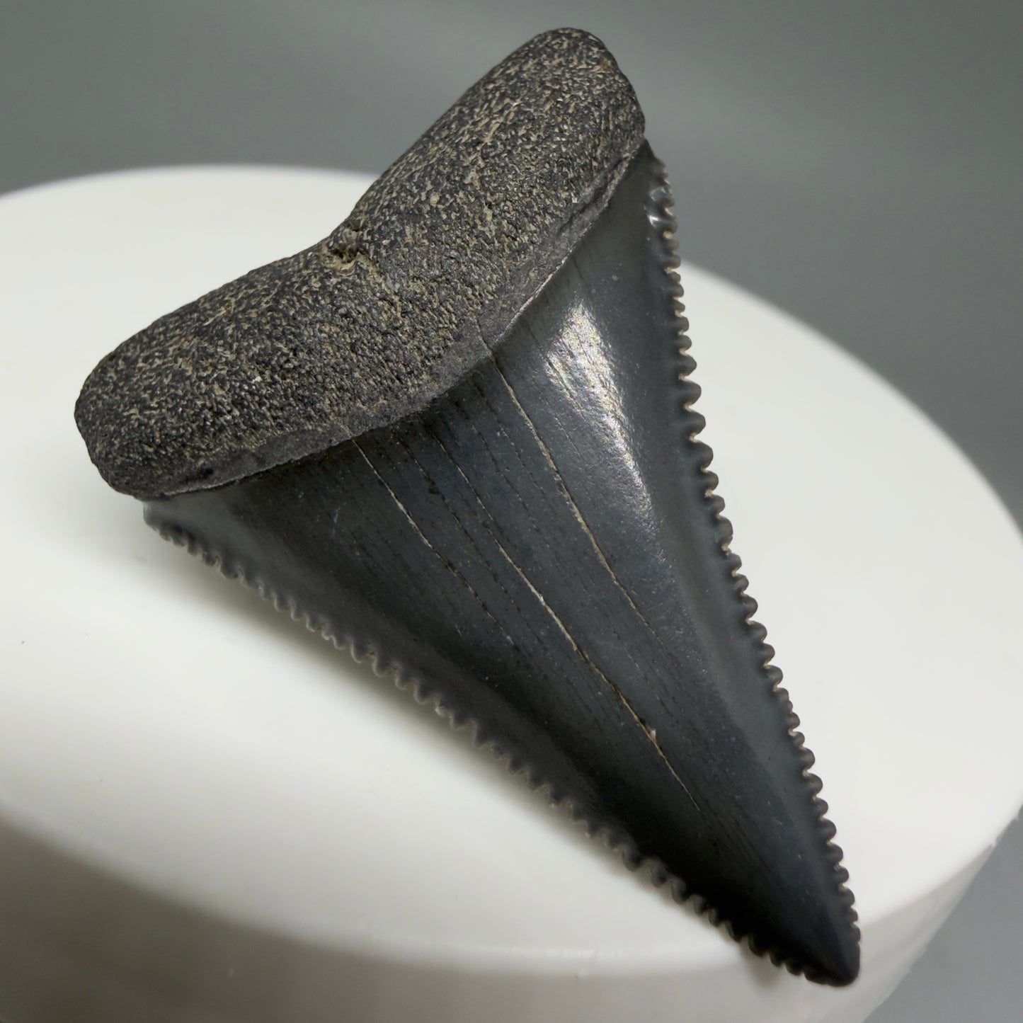 Front Left View Dark Colors, sharply serrated 1.41" Fossil Great White Tooth for Sale GW1276  