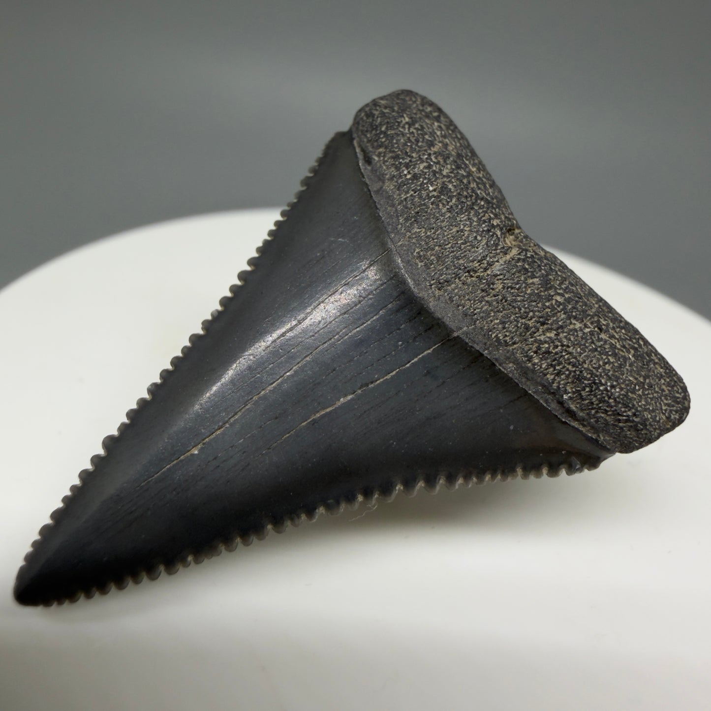 Front Right View Dark Colors, sharply serrated 1.41" Fossil Great White Tooth for Sale GW1276 
