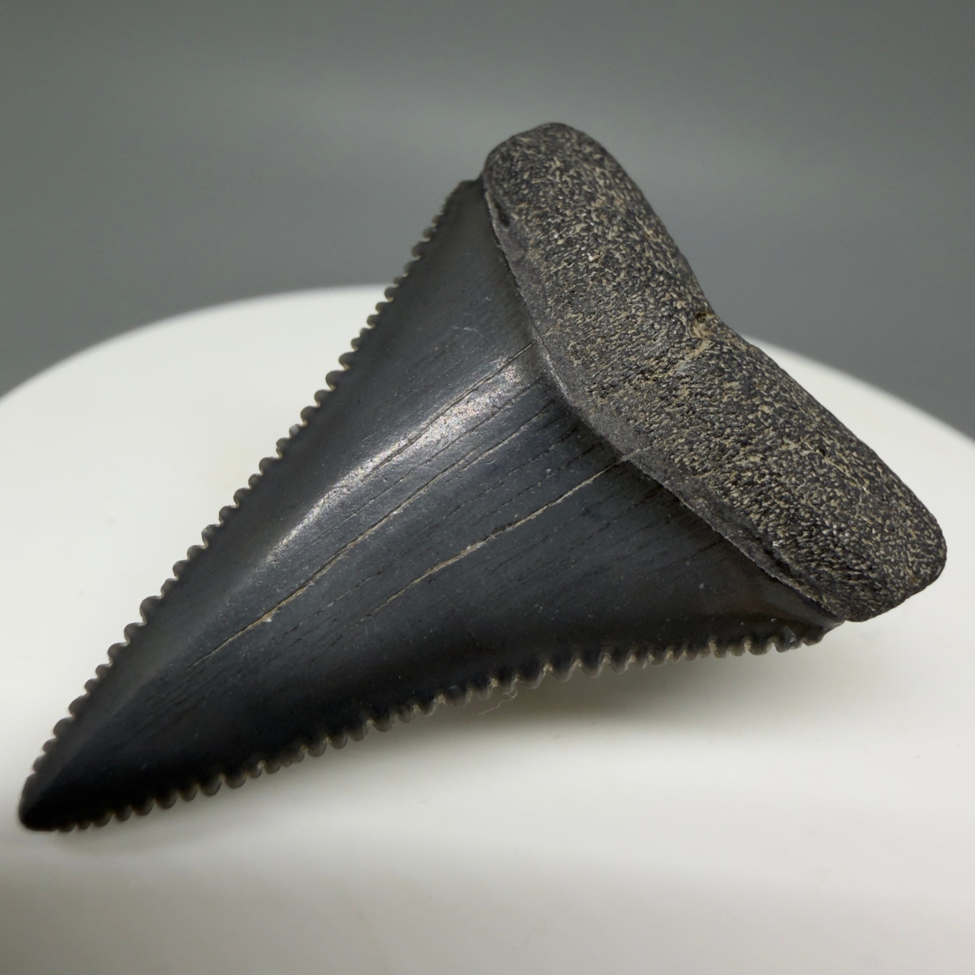 Front Right View Dark Colors, sharply serrated 1.41" Fossil Great White Tooth for Sale GW1276 
