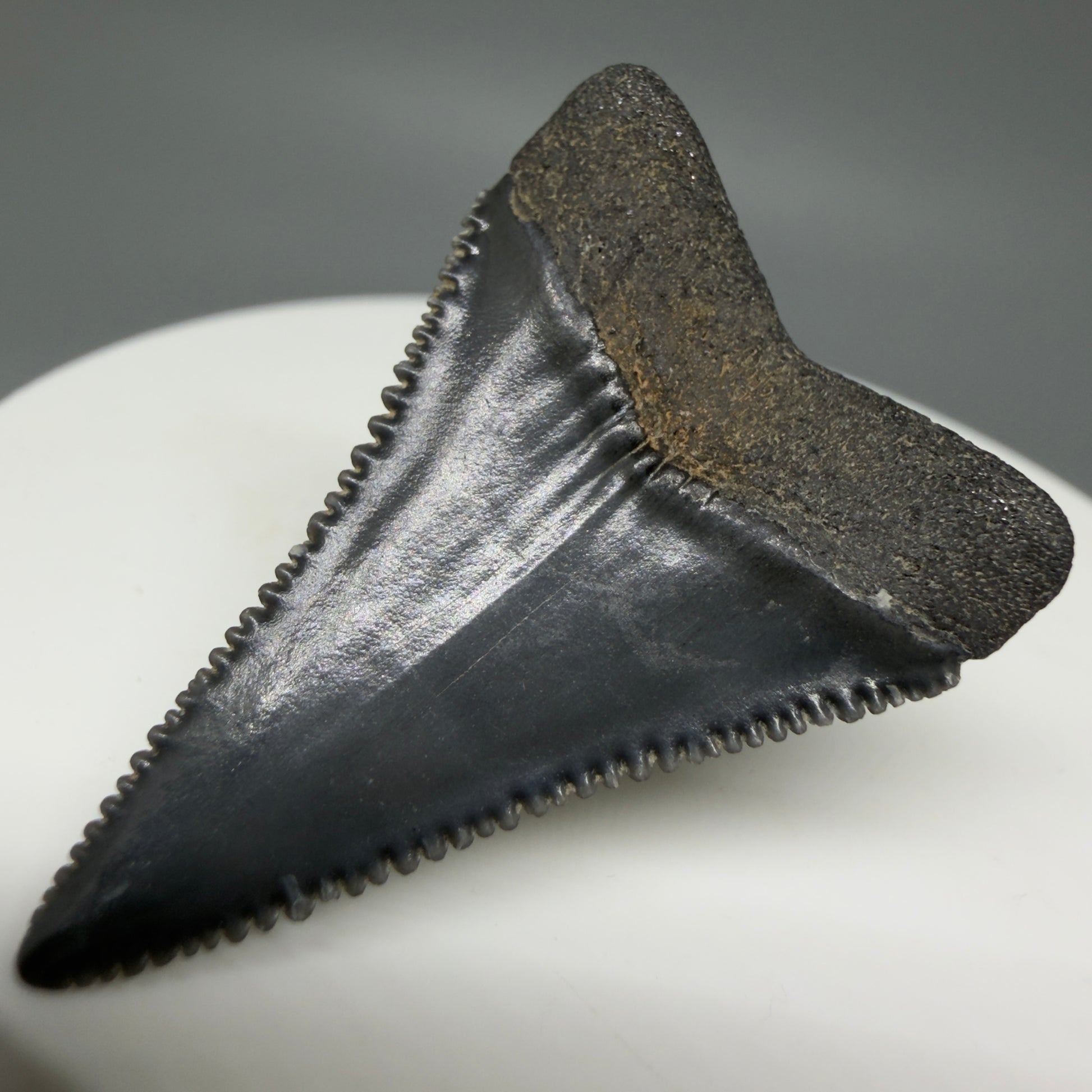 Back Right View Dark Colors, sharply serrated 1.41" Fossil Great White Tooth for Sale GW1276 