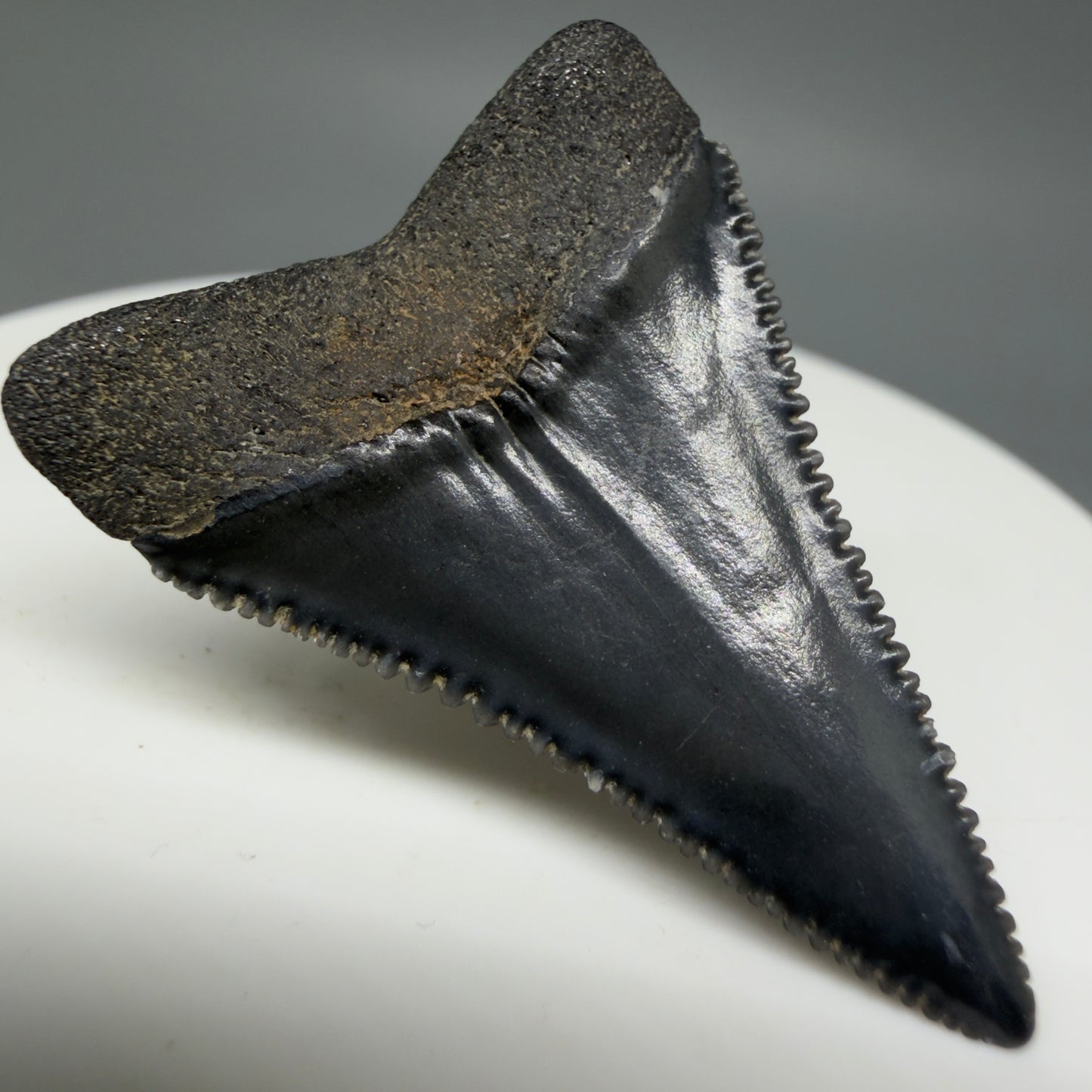 Back Left View Dark Colors, sharply serrated 1.41" Fossil Great White Tooth for Sale GW1276 - 1