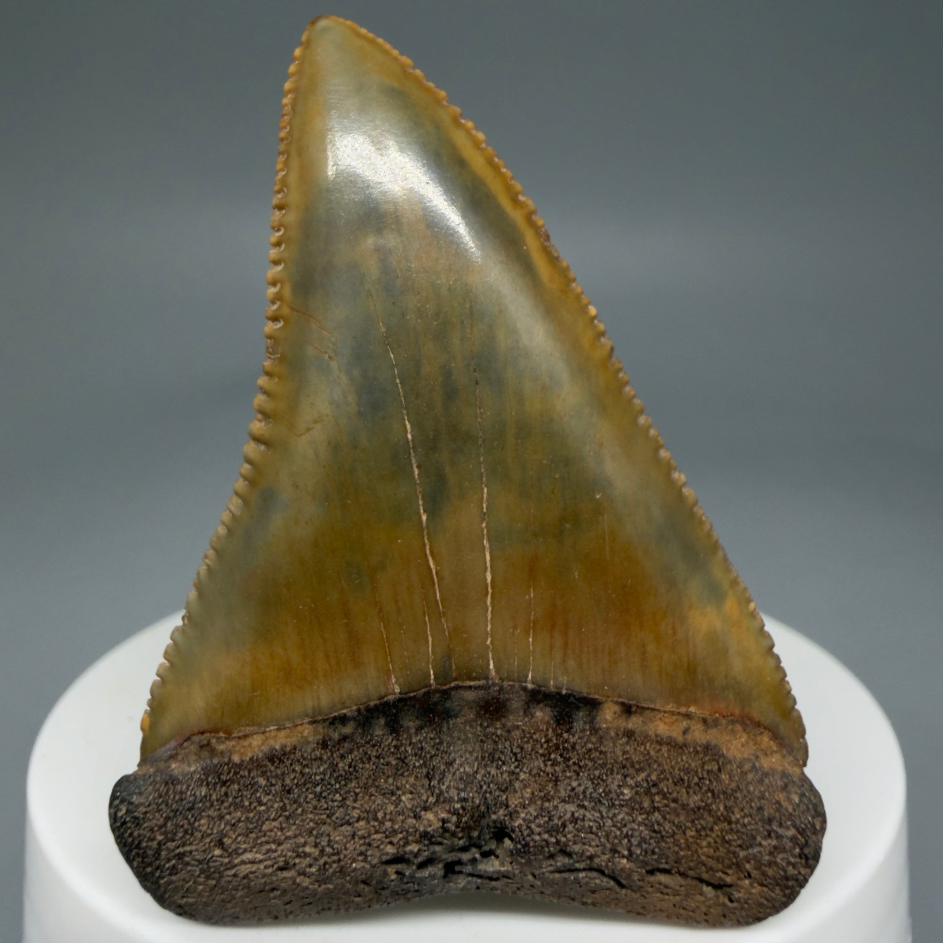 Front View 2.29" Fossil Great White Shark Tooth - Cooper River, SC - Colorful, sharply serrated GW1272 - 4