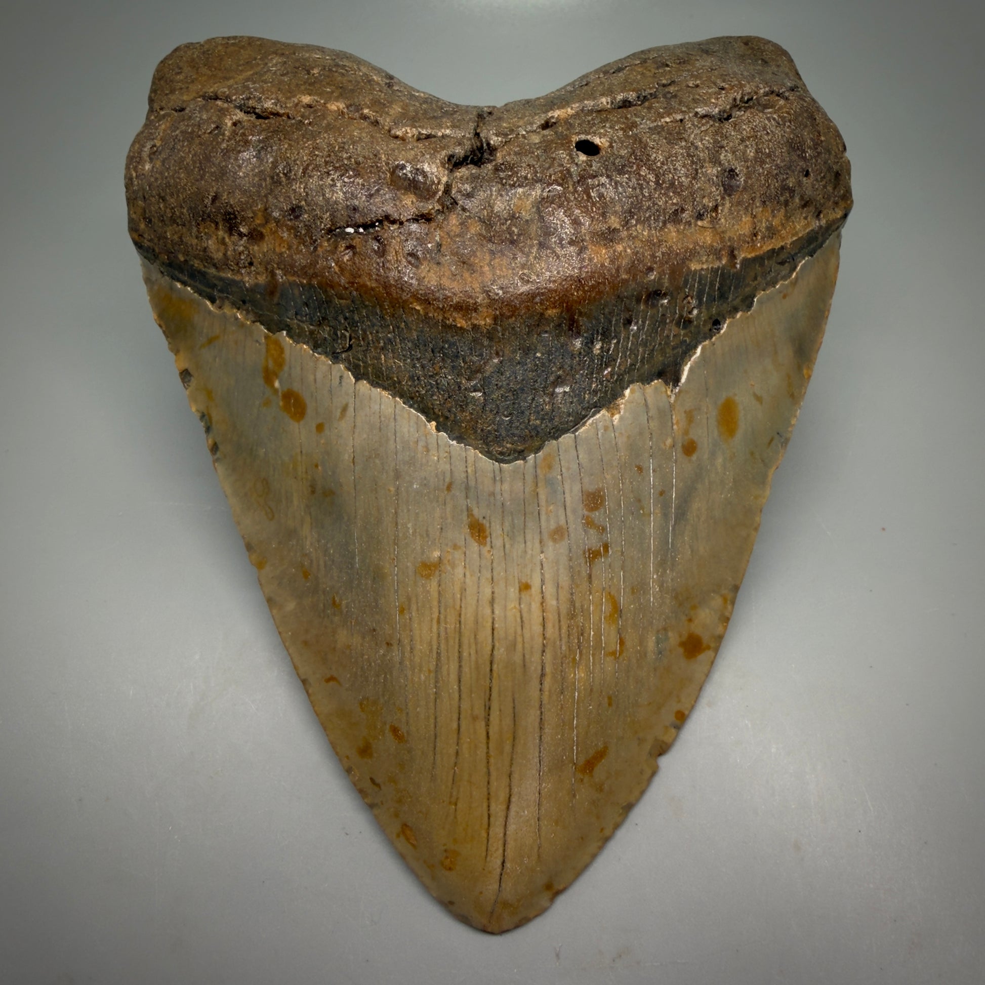 Front View Wide, heart-shaped 5.85" Authentic Megalodon Tooth – North Carolina Fossil | Carcharocles megalodon CM6168 - 1