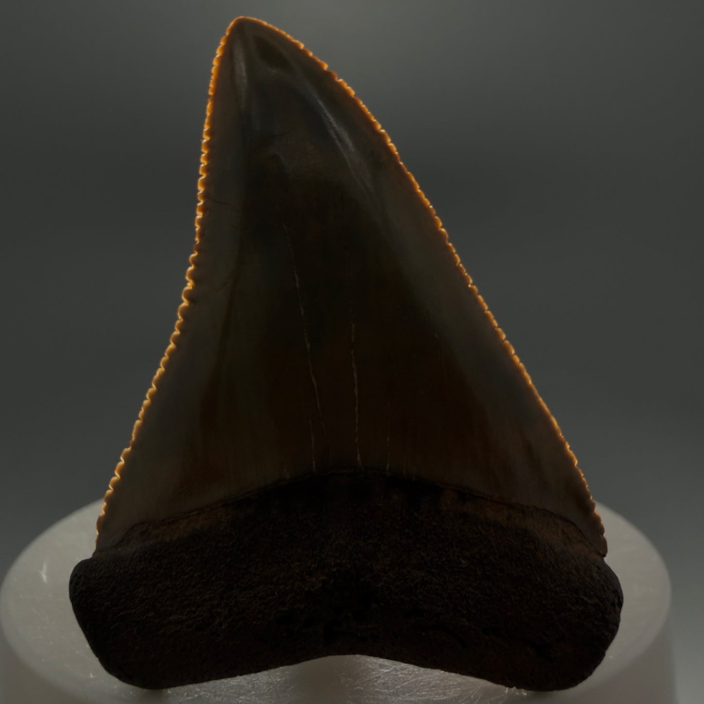 Front View 2.29" Fossil Great White Shark Tooth - Cooper River, SC - Colorful, sharply serrated GW1272 - 1