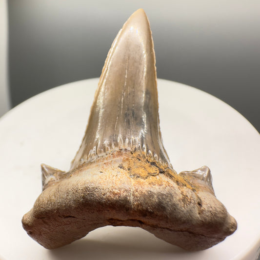1.69" Fossil Extinct Mackerel Shark tooth from Lake Waco, TX R534 - Front