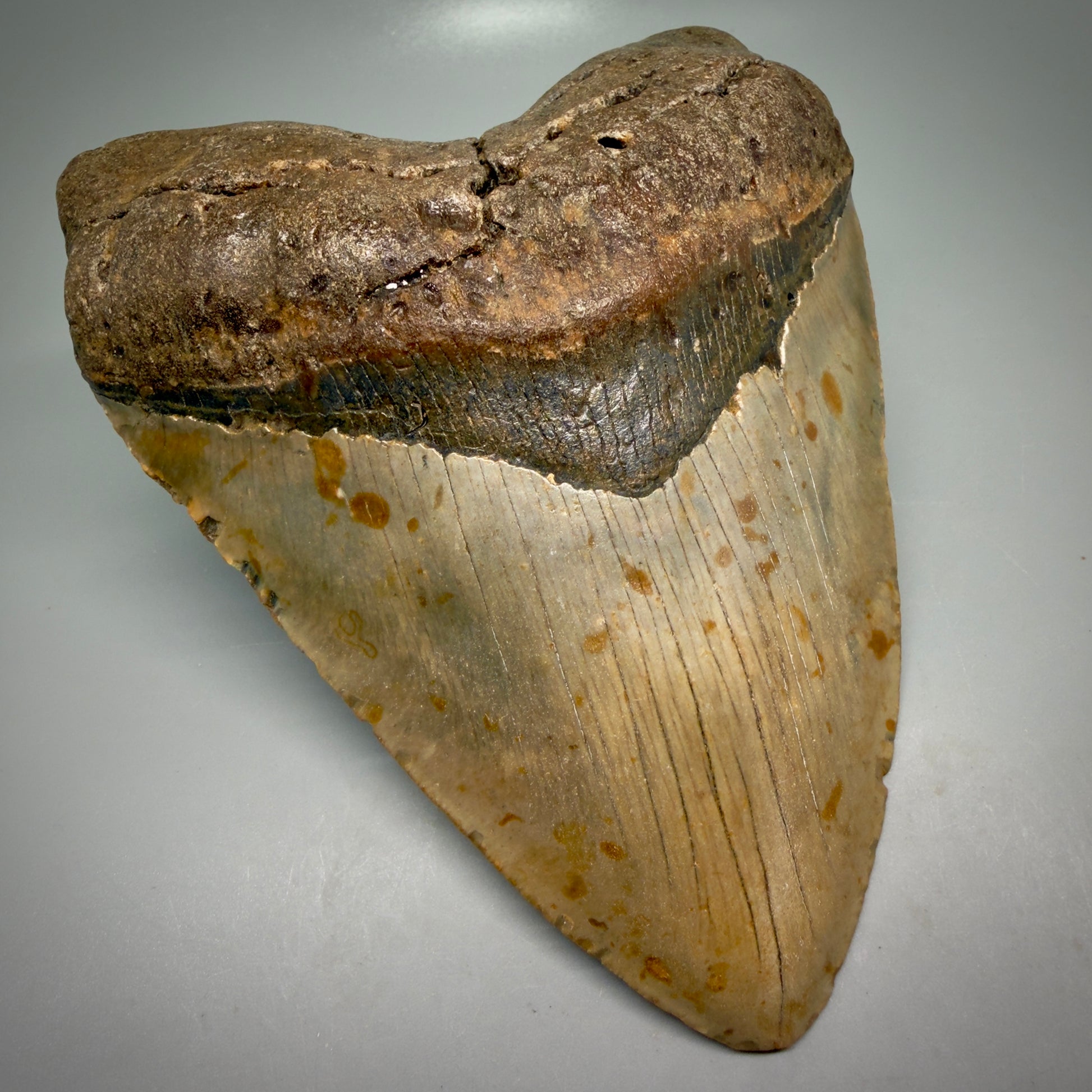 Front Left View Wide, heart-shaped 5.85" Authentic Megalodon Tooth – North Carolina Fossil | Carcharocles megalodon CM6168