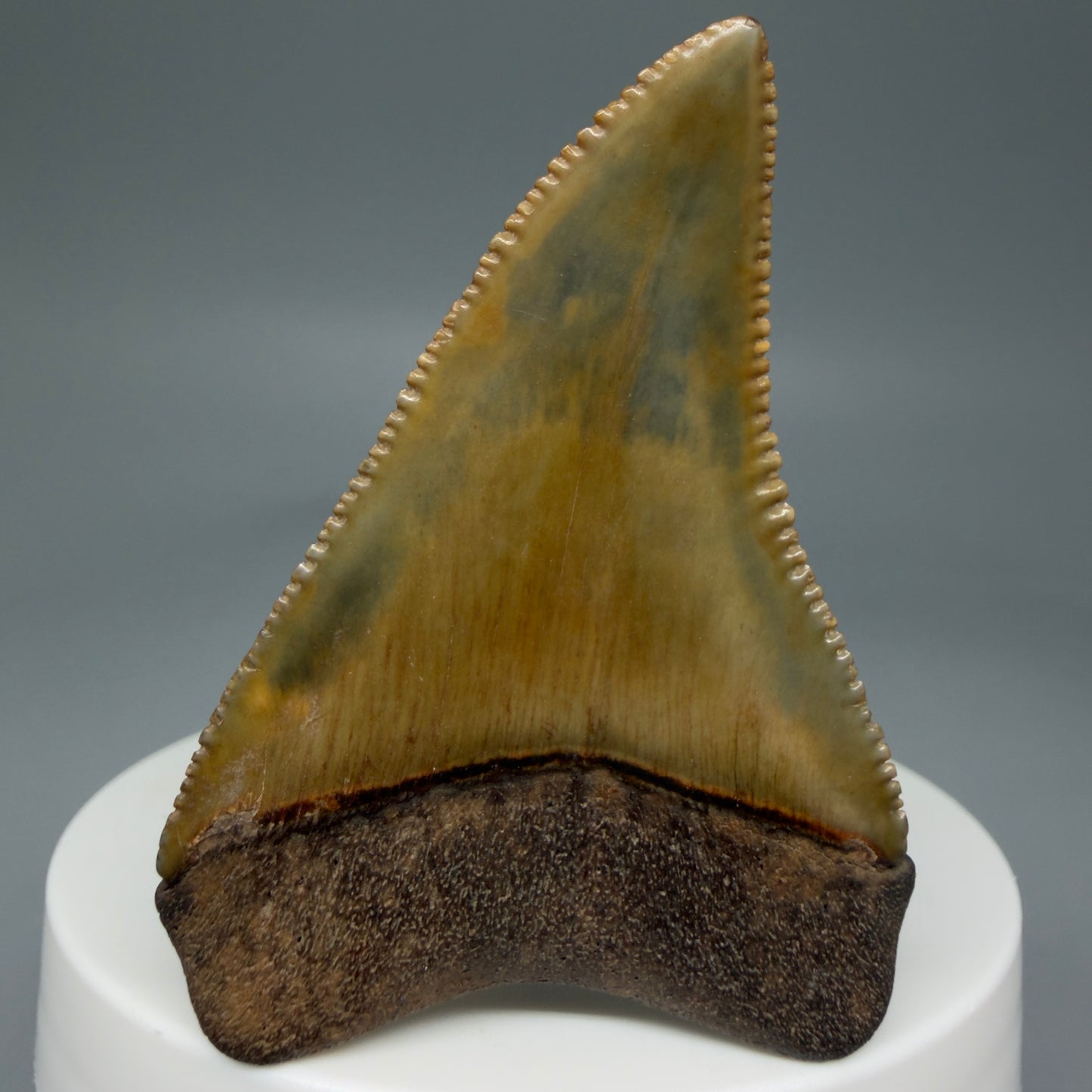 Back View 2.29" Fossil Great White Shark Tooth - Cooper River, SC - Colorful, sharply serrated GW1272