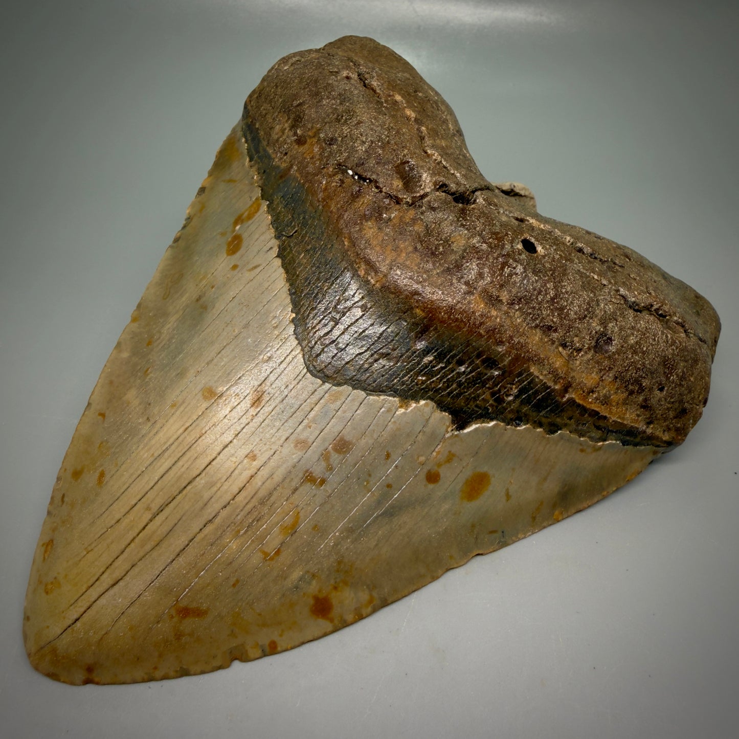 Front Right View Wide, heart-shaped 5.85" Authentic Megalodon Tooth – North Carolina Fossil | Carcharocles megalodon CM6168