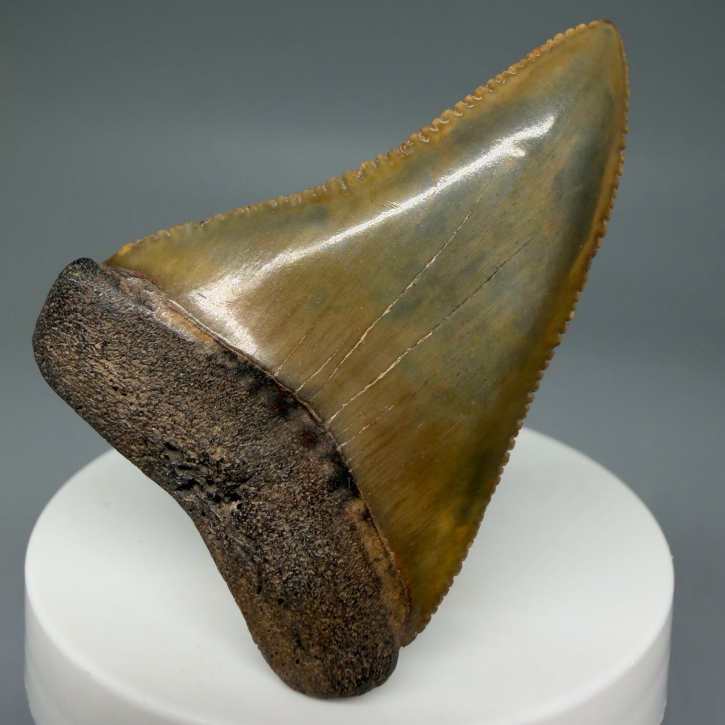 Front View 2.29" Fossil Great White Shark Tooth - Cooper River, SC - Colorful, sharply serrated GW1272 - 2