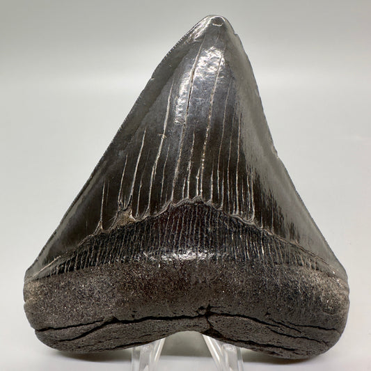 Dark Colors 4.67" Fossil Megalodon Tooth from South Carolina MJ160 - Front