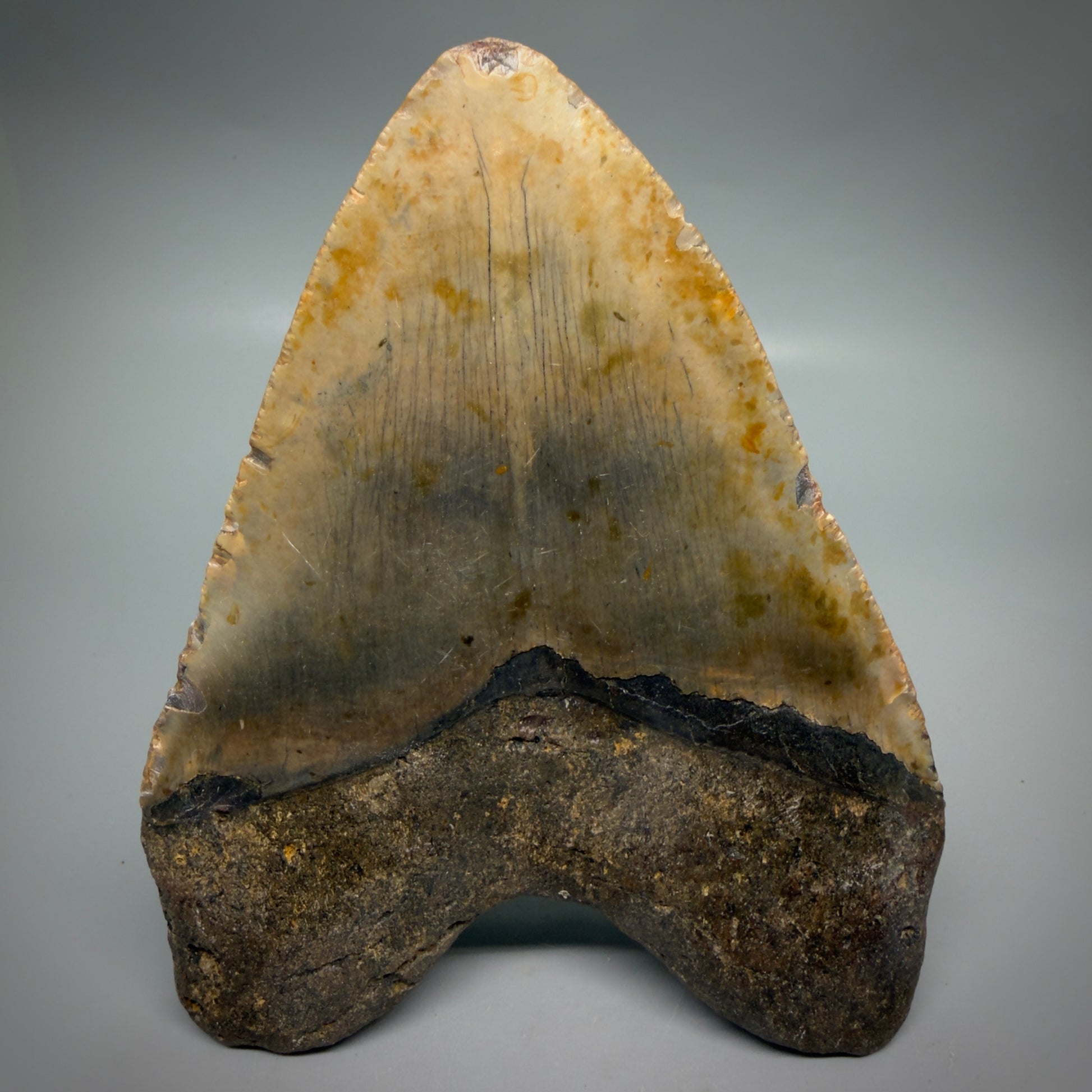 Back View Wide, heart-shaped 5.85" Authentic Megalodon Tooth – North Carolina Fossil | Carcharocles megalodon CM6168