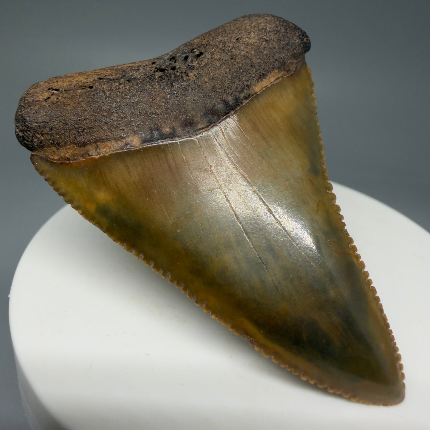 Front Left View 2.29" Fossil Great White Shark Tooth - Cooper River, SC - Colorful, sharply serrated GW1272